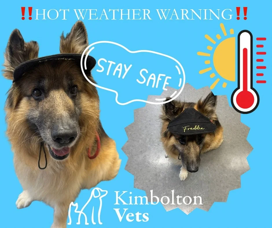 ☀️ Be cool like Freddie! ☀️

Freddie popped in earlier this week looking dapper in his personalised sun hat 😎🐾 &mdash; and he&rsquo;s got the right idea! With hot weather forecast this weekend, it&rsquo;s important to keep our pets safe in the heat