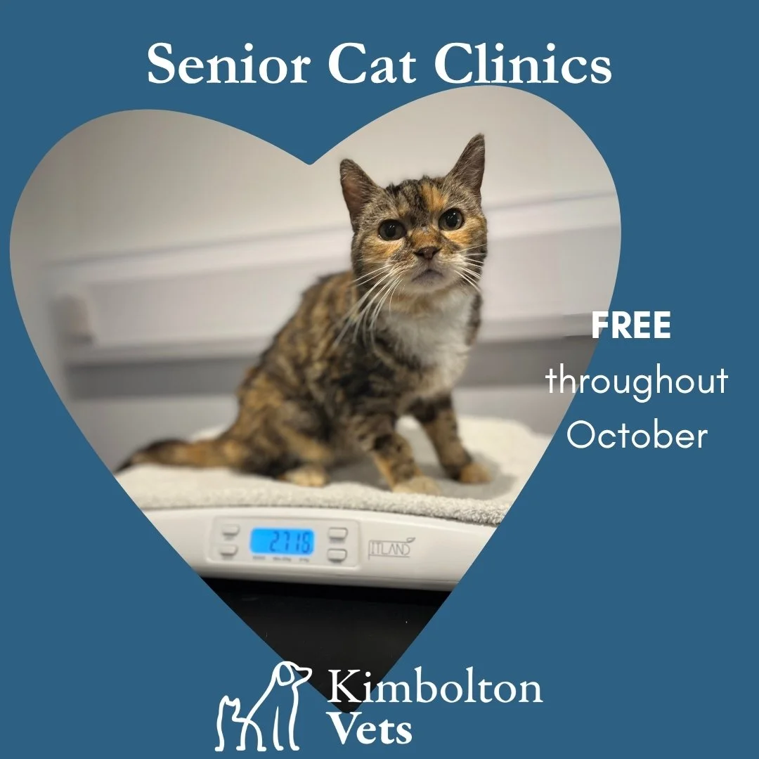 🐱 Free Senior Cat Clinics at Kimbolton Vets this October! 🐱

Do you have a cat aged 7 or older? Join us for a FREE appointment dedicated to the health of our older feline friends. Our experienced nurses will guide you through a thorough screening, 