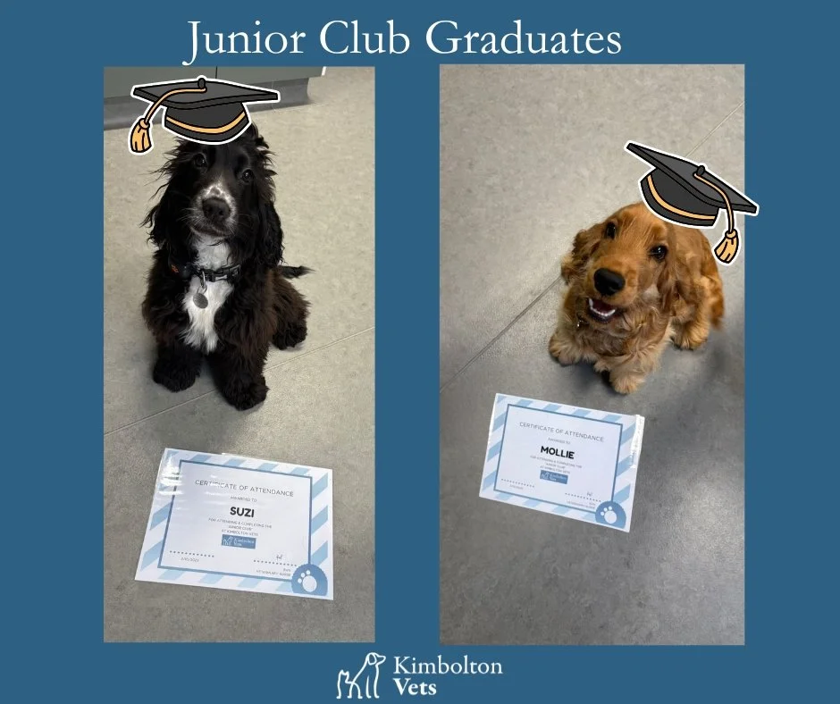 🎉🐾 Congratulations to our Junior Club Graduates! 🐾🎉

A huge congratulations to these two adorable pups who have just graduated from our Junior Club here at Kimbolton Vets! 🎓🐶

Over the past few months, they&rsquo;ve been coming in for monthly v