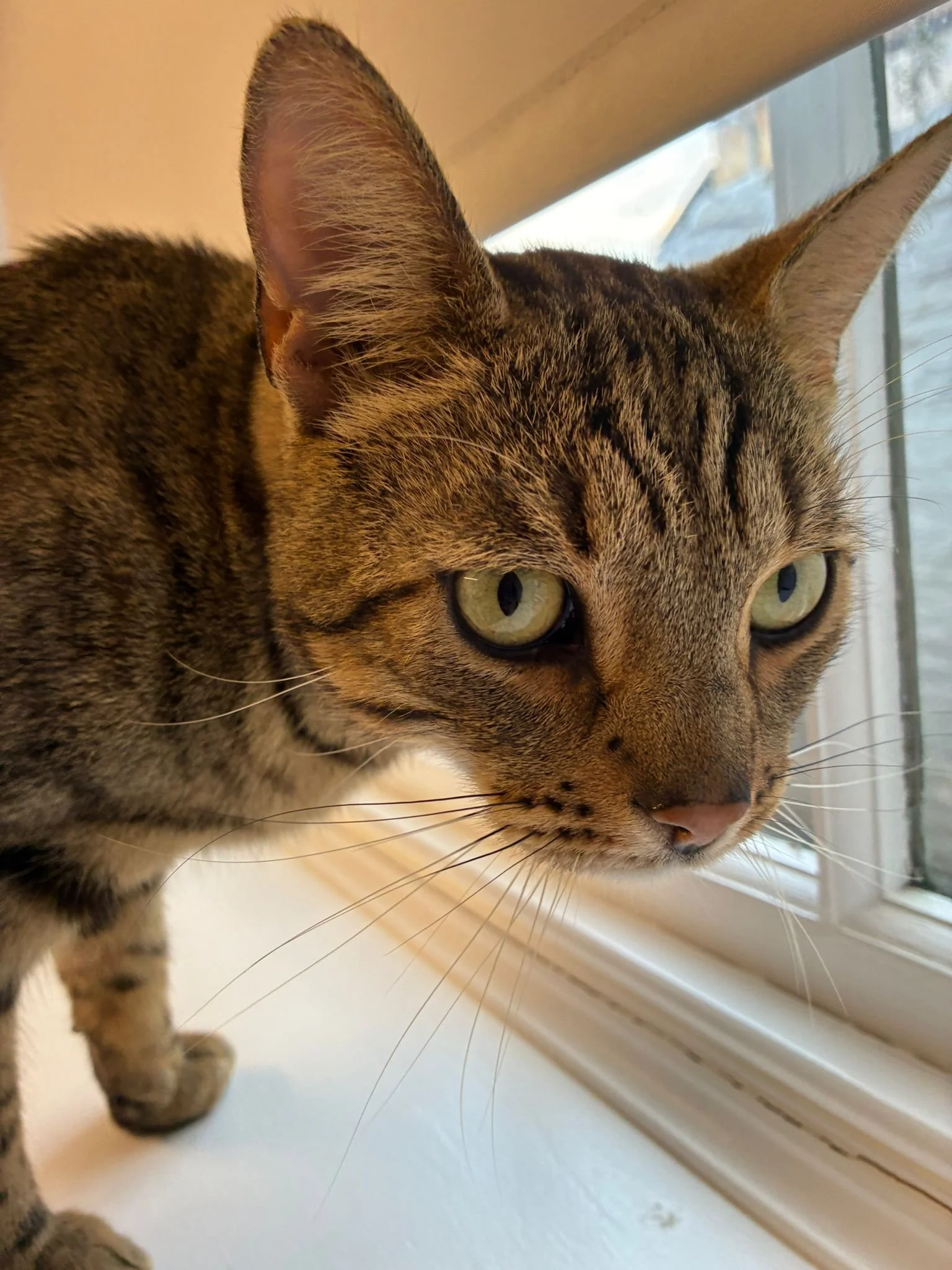 What a wonderful way to end a Monday!
We had a lovely cat brought into the practice today who&rsquo;d been found locally. When we scanned his microchip, we discovered he&rsquo;d been missing since January 2024! We contacted his owners, who were absol