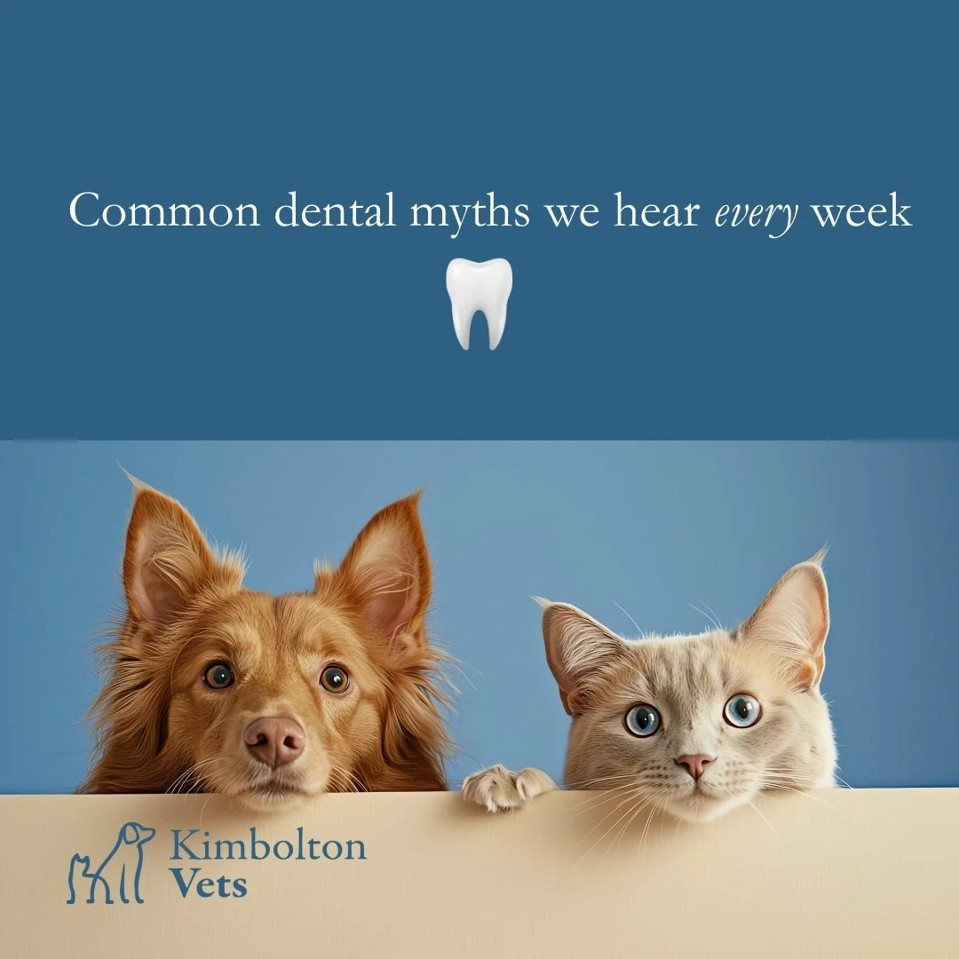We hear these dental myths all the time -  and they&rsquo;re completely understandable.

The problem is that dental disease is often quiet and progressive, meaning issues can go unnoticed until they&rsquo;re advanced.

If you&rsquo;re unsure about yo