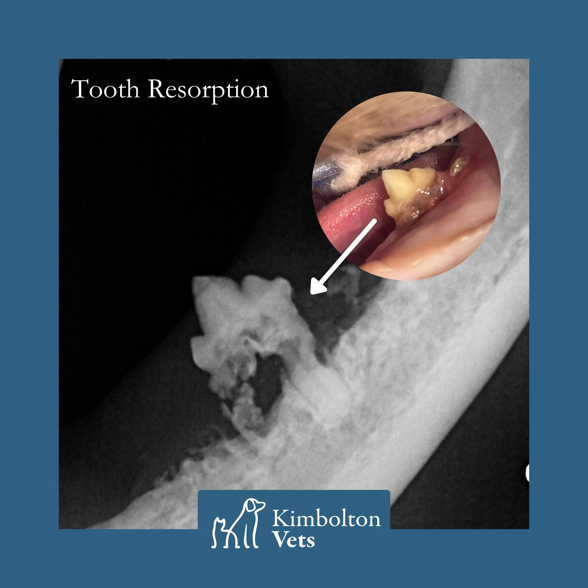 Don't forget - FREE Dental Checks for dogs, cats and rabbits until the end of the month!

As we know, cats like to do strange things! Sadly for them this includes resorbing their own teeth. Tooth resorption is where the cat's body starts to break dow