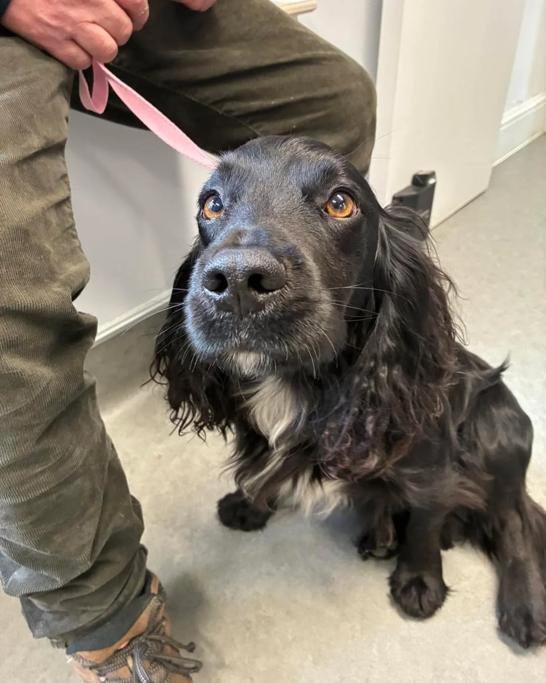 Happy Reunion 🩵💙

Who doesn&rsquo;t love a happy reunion story. This very lucky little boy Dillon, was reunited after he was sadly in a car crash yesterday , where he bolted from the scene. 

Thankfully the community came together where a couple fo
