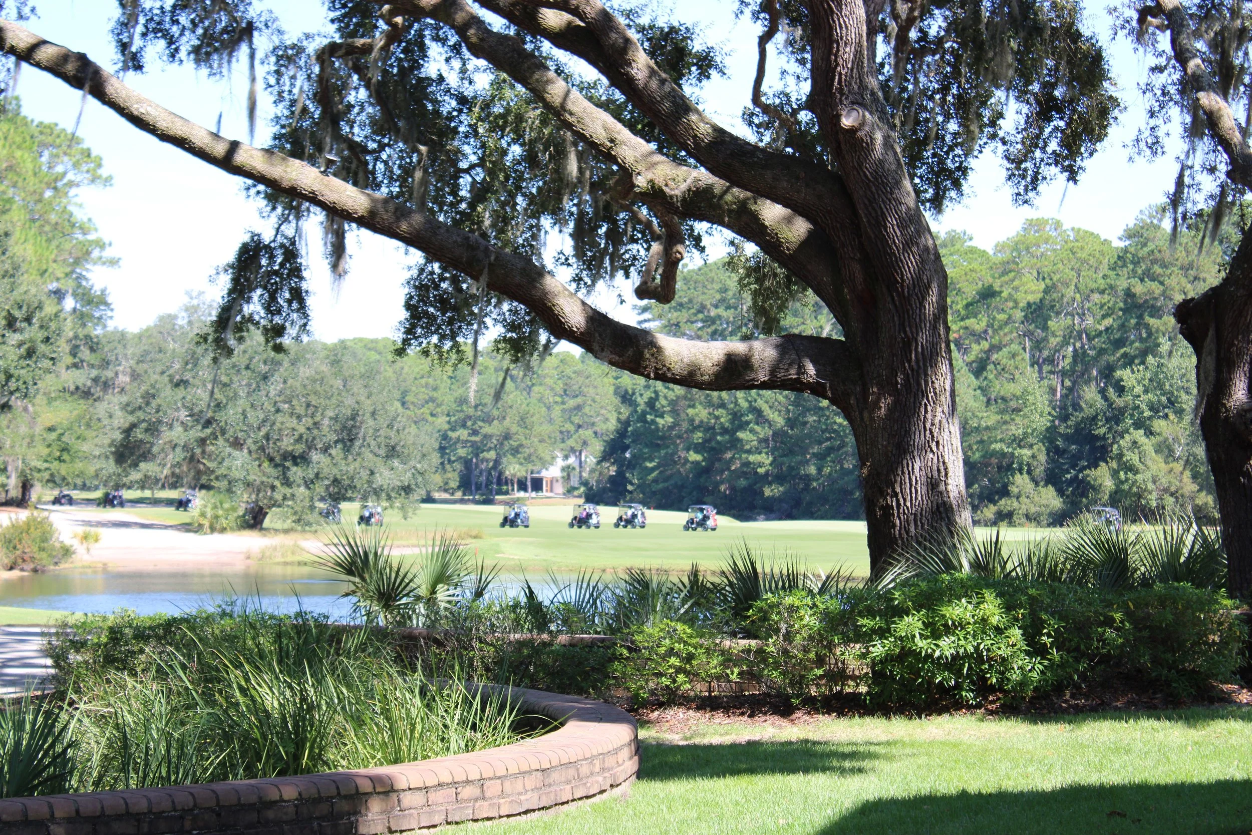 A large tree with hanging moss stands in a scenic golf course landscape, with golf carts in the distance and a pond in the foreground.