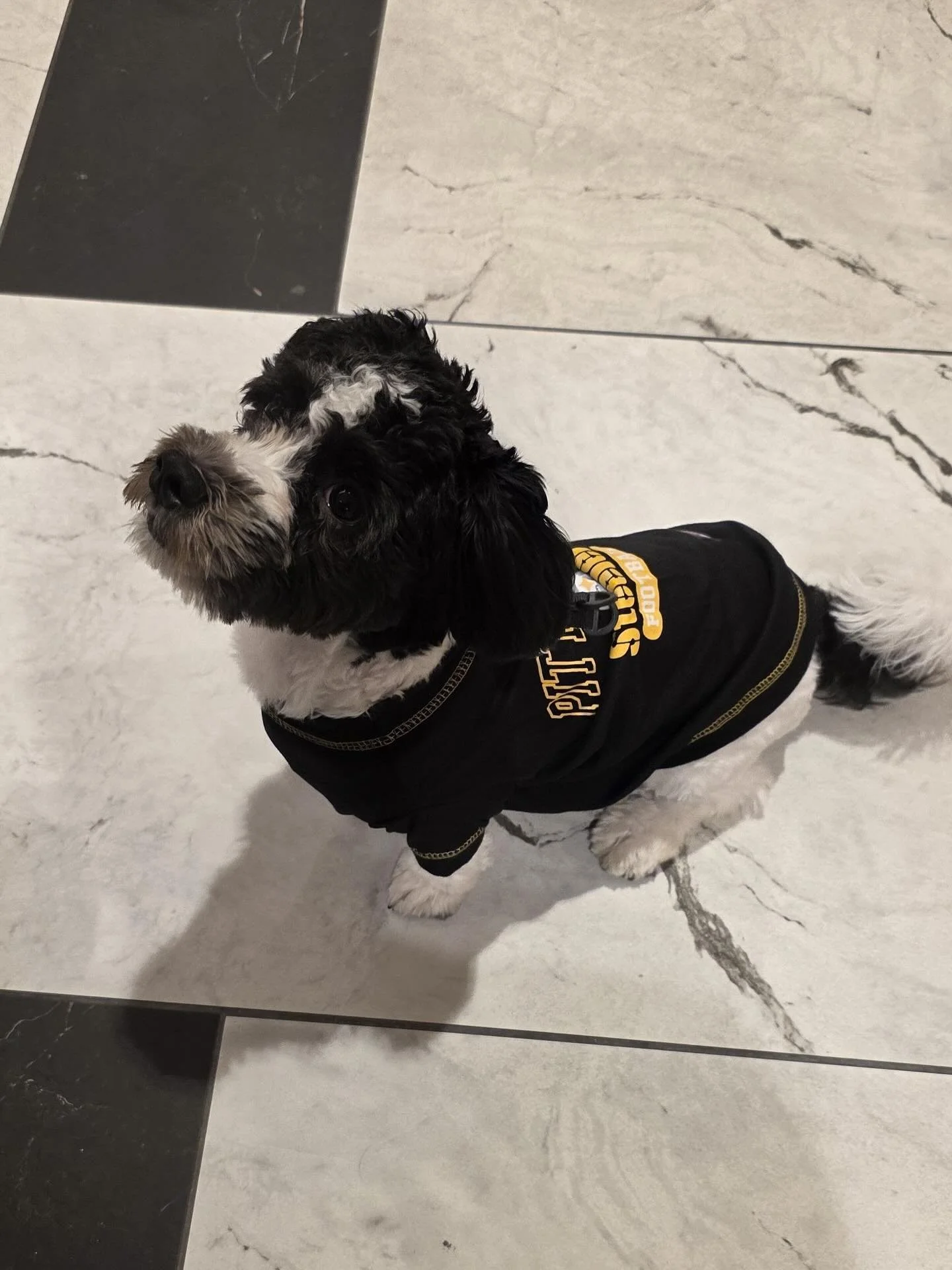 Happy to announce our October pet of the month. Toro! Toro is an adorable 6 month old Havanese that stole our hearts with his &ldquo;Steeler jersey&rdquo; costume (which was especially heartwarming after the recent loss this week 💔). Some fun facts 