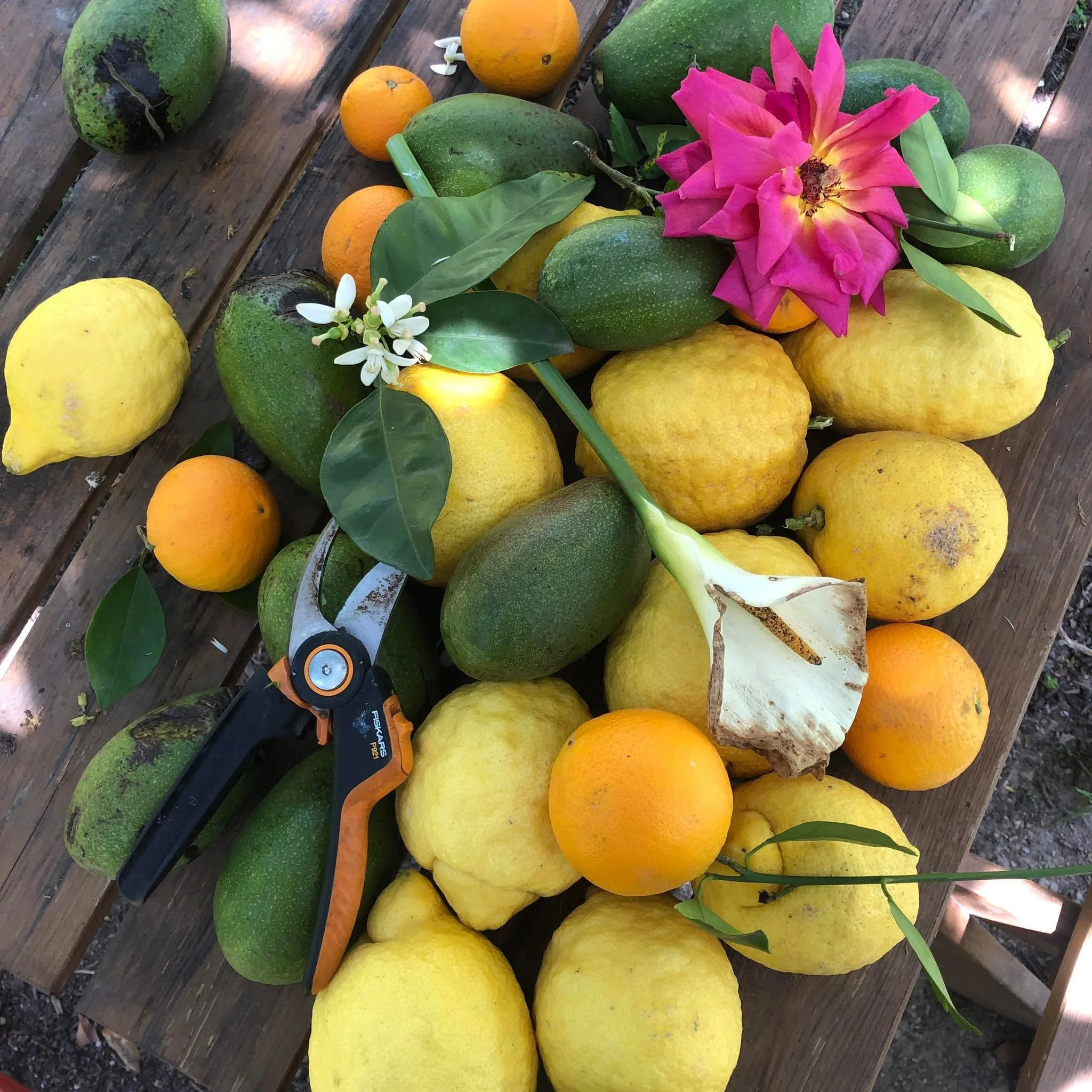 Everyday Erotica-Finca

Grateful for all the emotions pushing me this way and that today and everyday

The irritation of the orange blossom that fell into my bra and then tasted surprisingly sweet

Those heavy burdens, lemons that will soon need carr