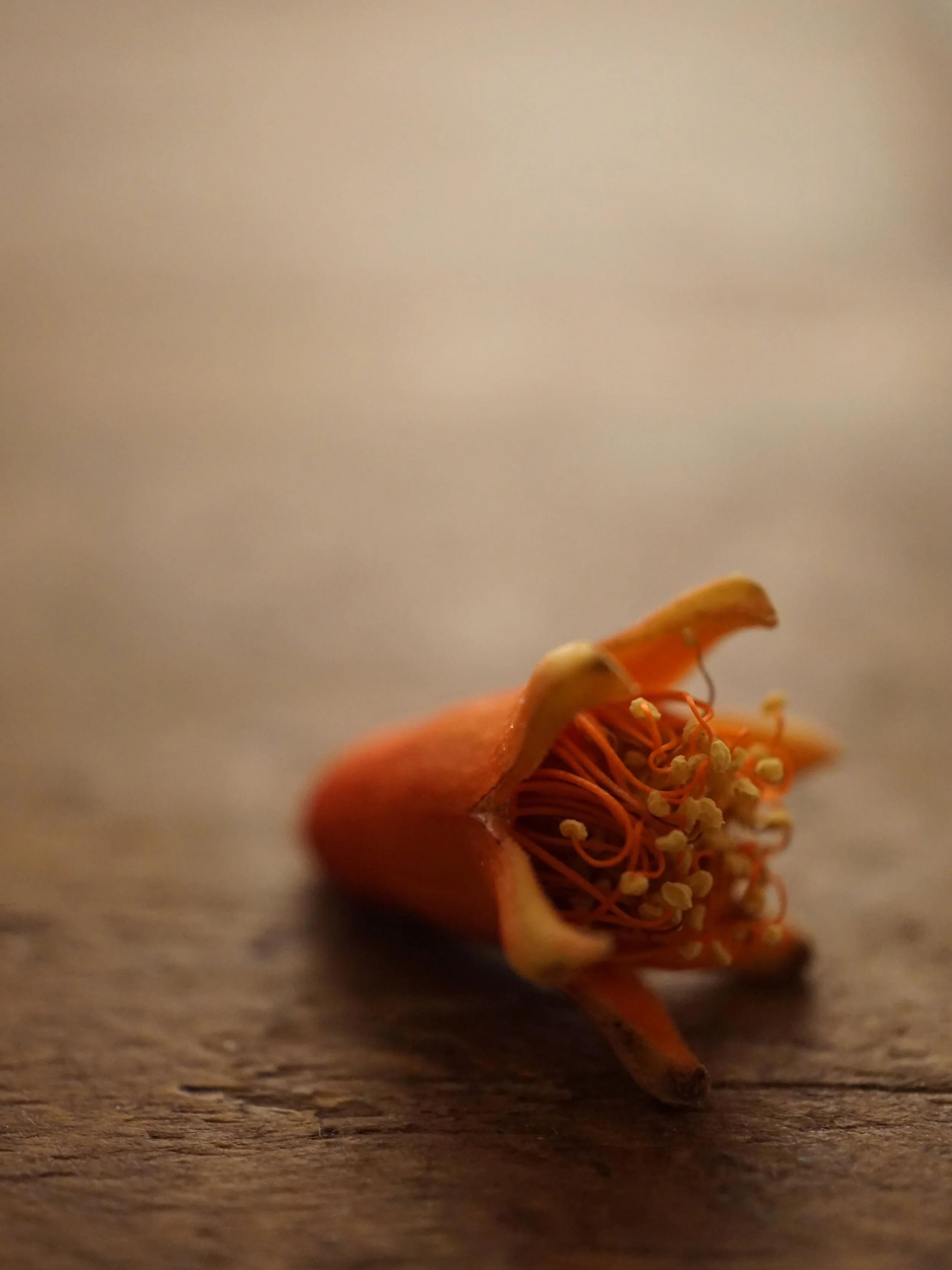 Getting up at 5
Turning my phone off at 10

Panic subsiding
Pomegranates talking