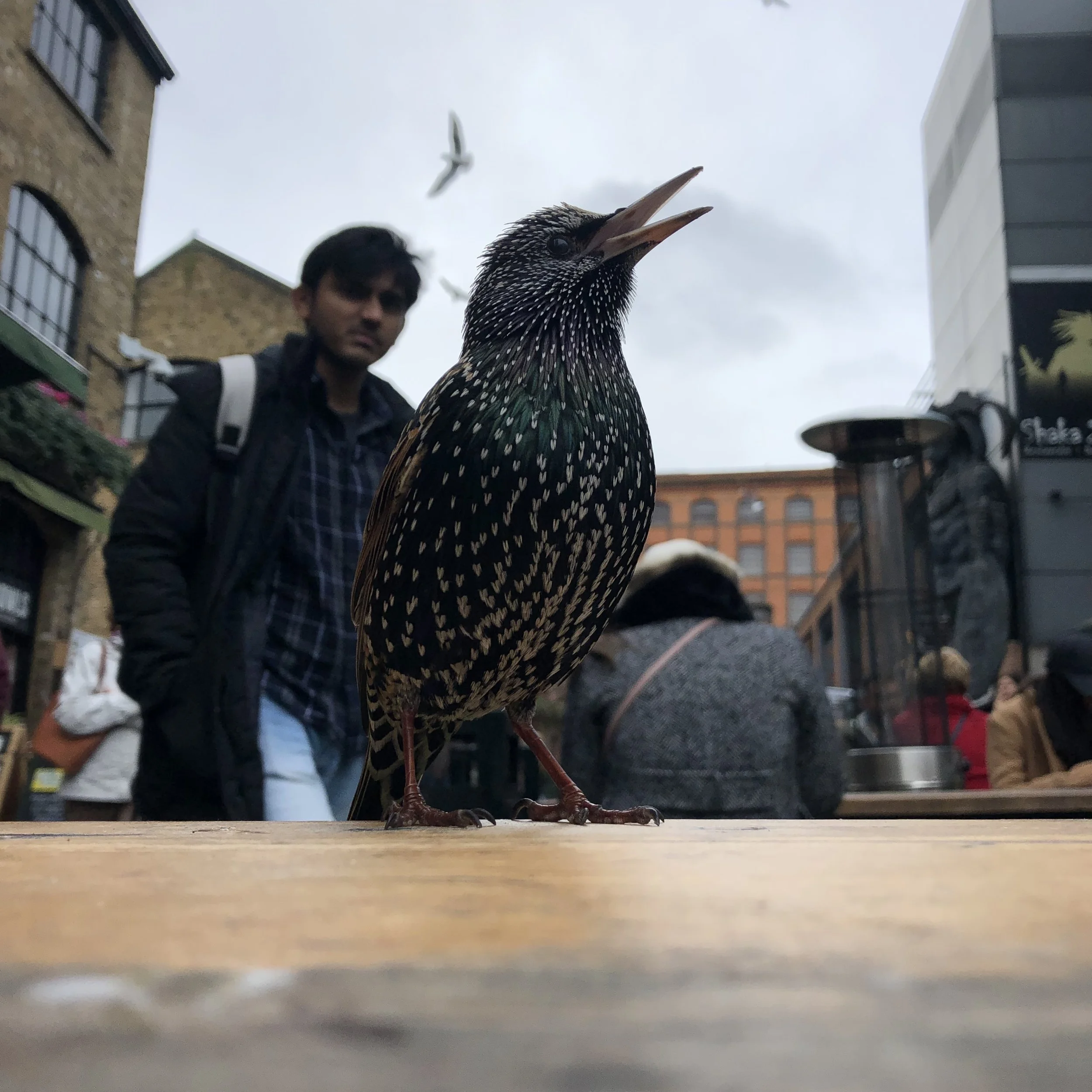 IMG_9662.jpeg