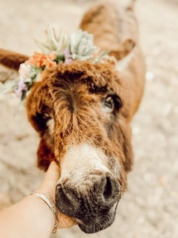 Farm Succulent Workshop