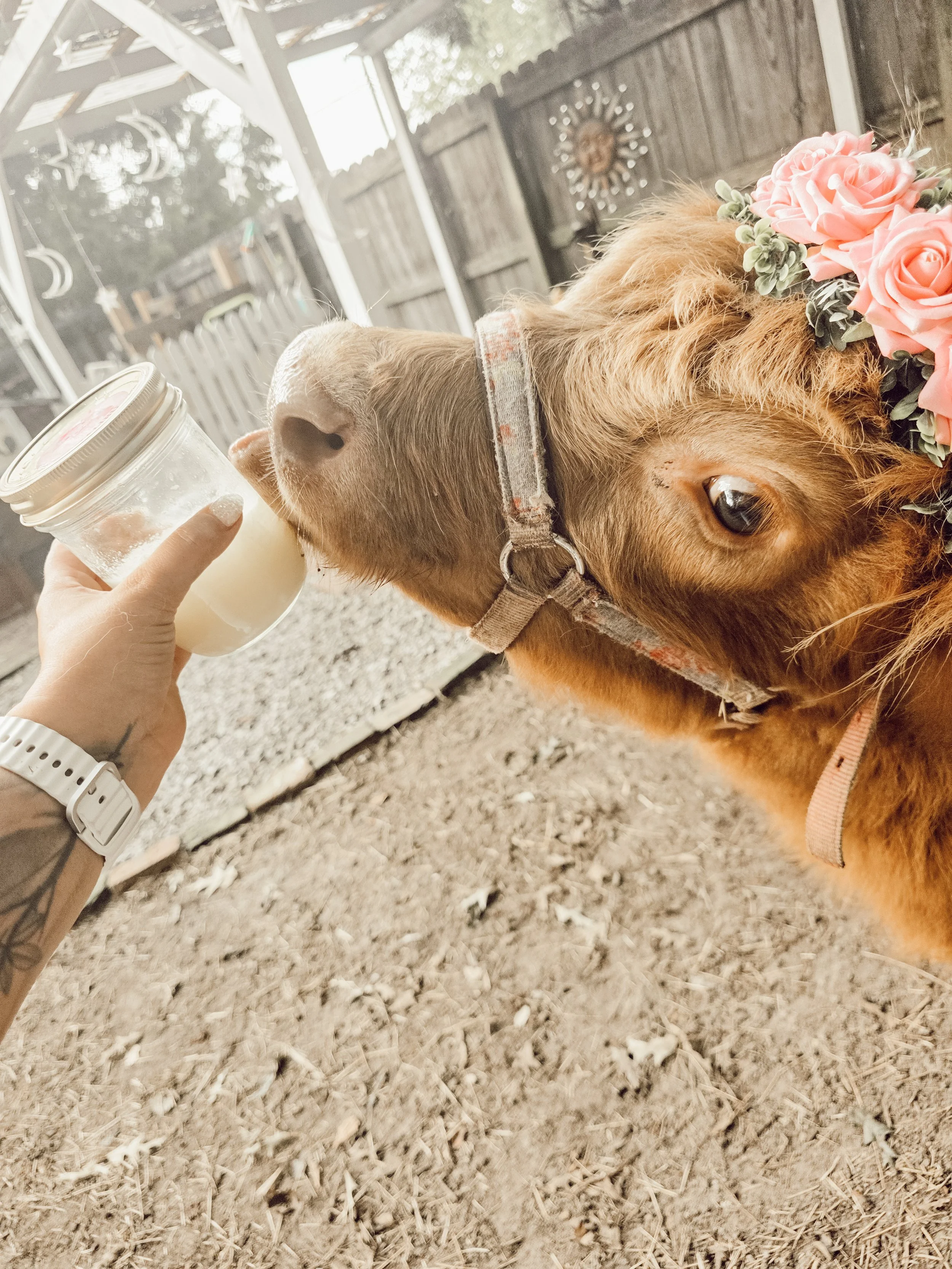 slushies with farm animals