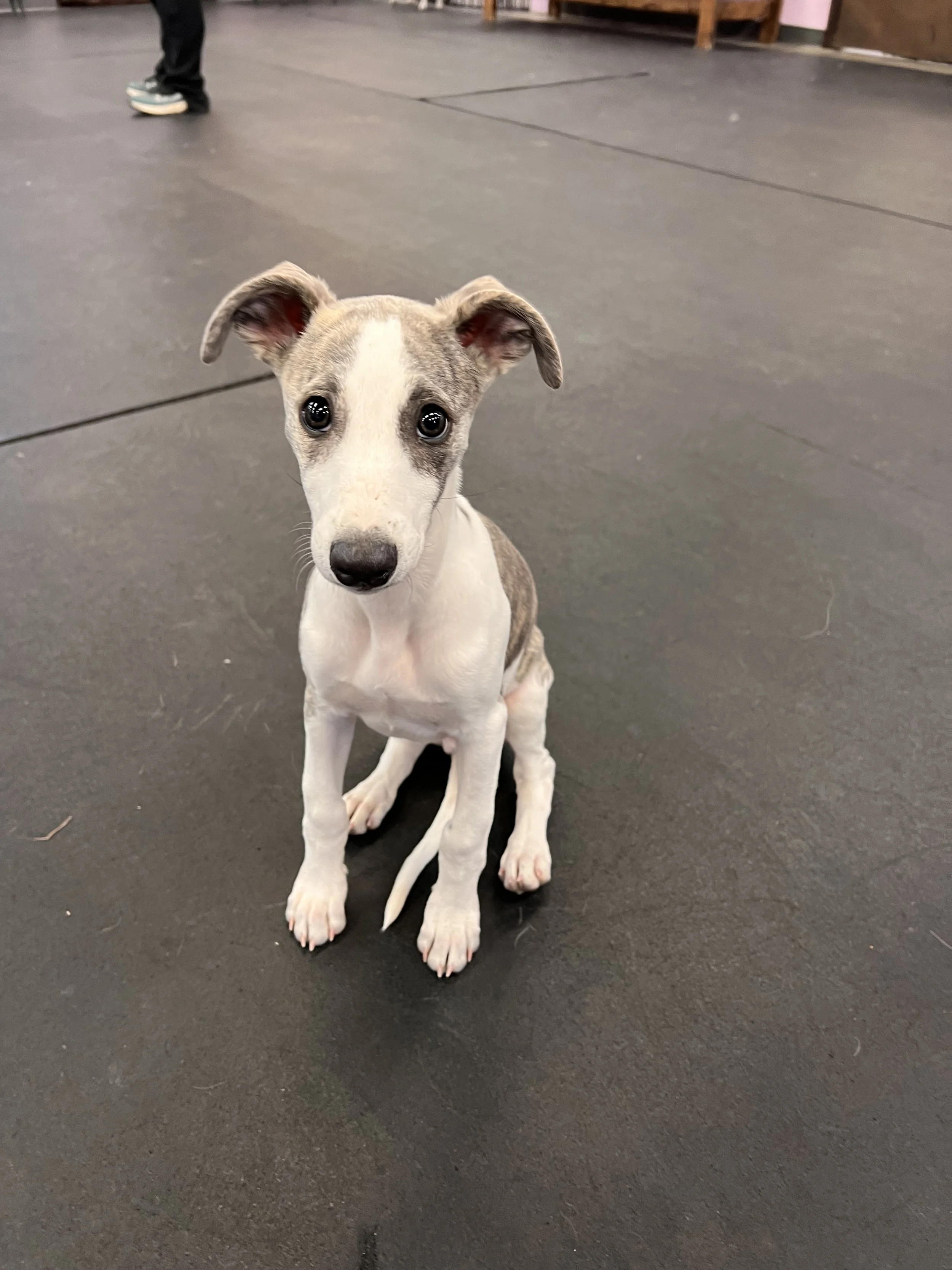 A cute puppy with a white coat and gray patches sitting on a dark floor, looking directly at the camera.