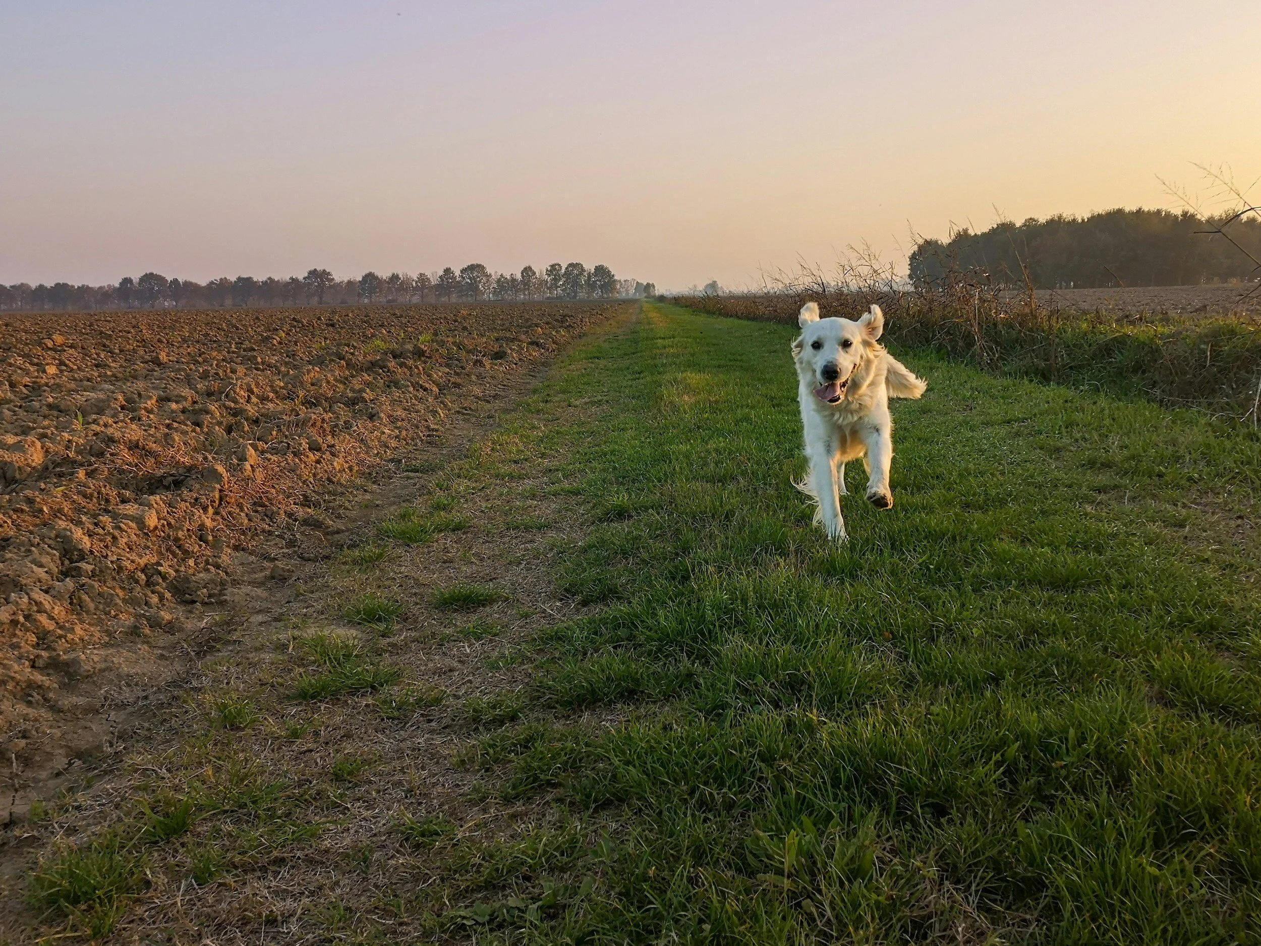 Golden retriever running on grassy path beside tilled farmland during sunset.