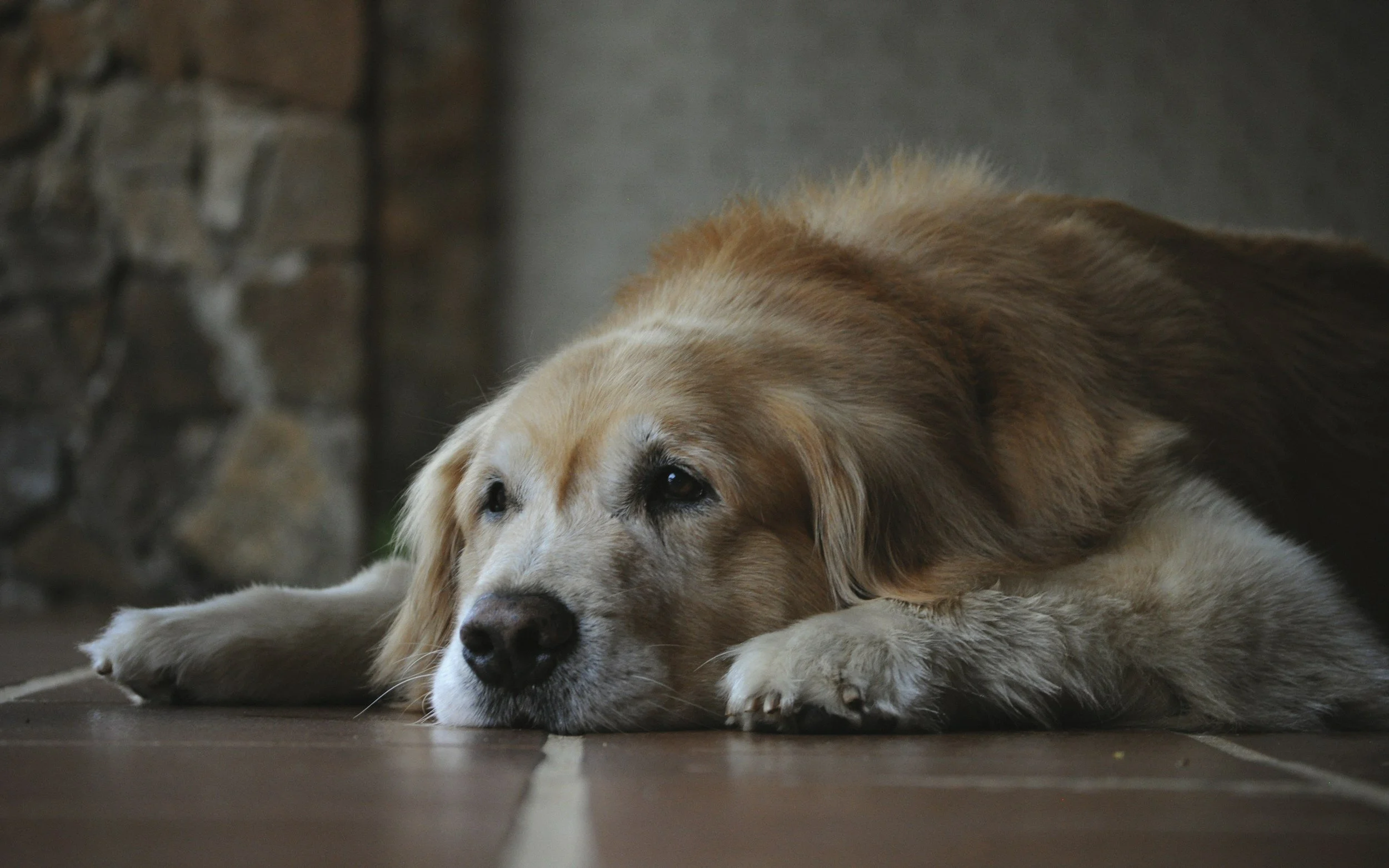 Golden retriever lying on a wooden floor, resting its head on its paws, with a neutral expression.