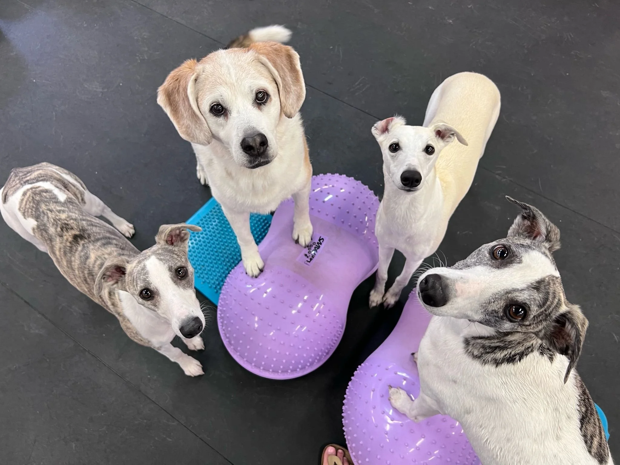 Four dogs standing on a black floor, some with purple textured dog toys and a blue rectangular pad nearby.