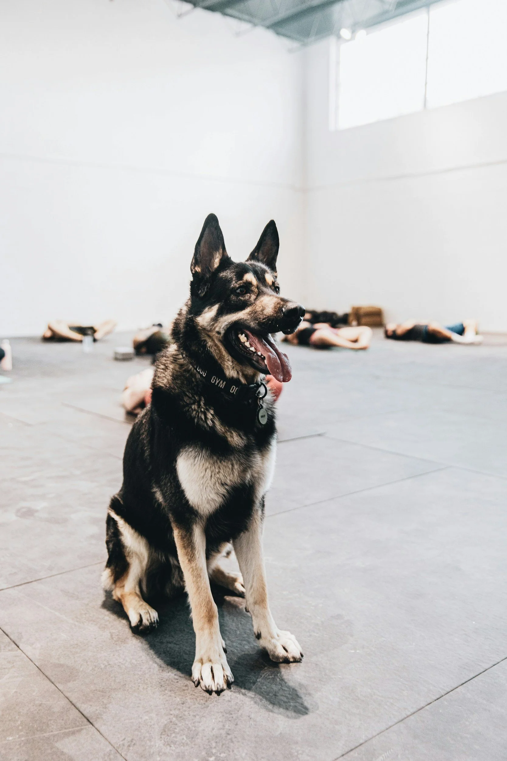 A black and tan German Shepherd dog sitting on the floor of a gym, with two people lying on mats in the background, in a bright, spacious room.