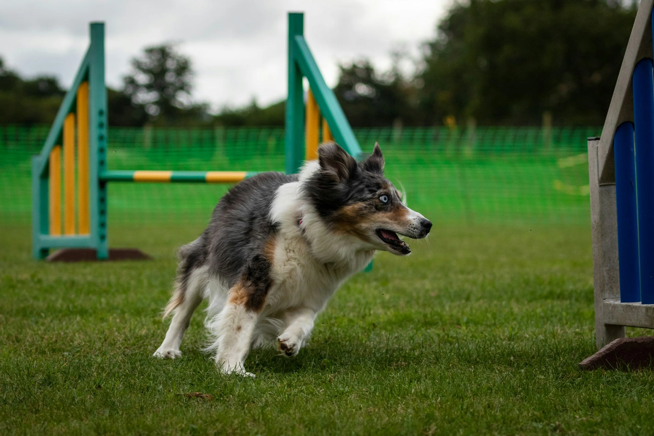 An Australian Shepherd dog with blue eyes running on a grassy field near agility equipment.