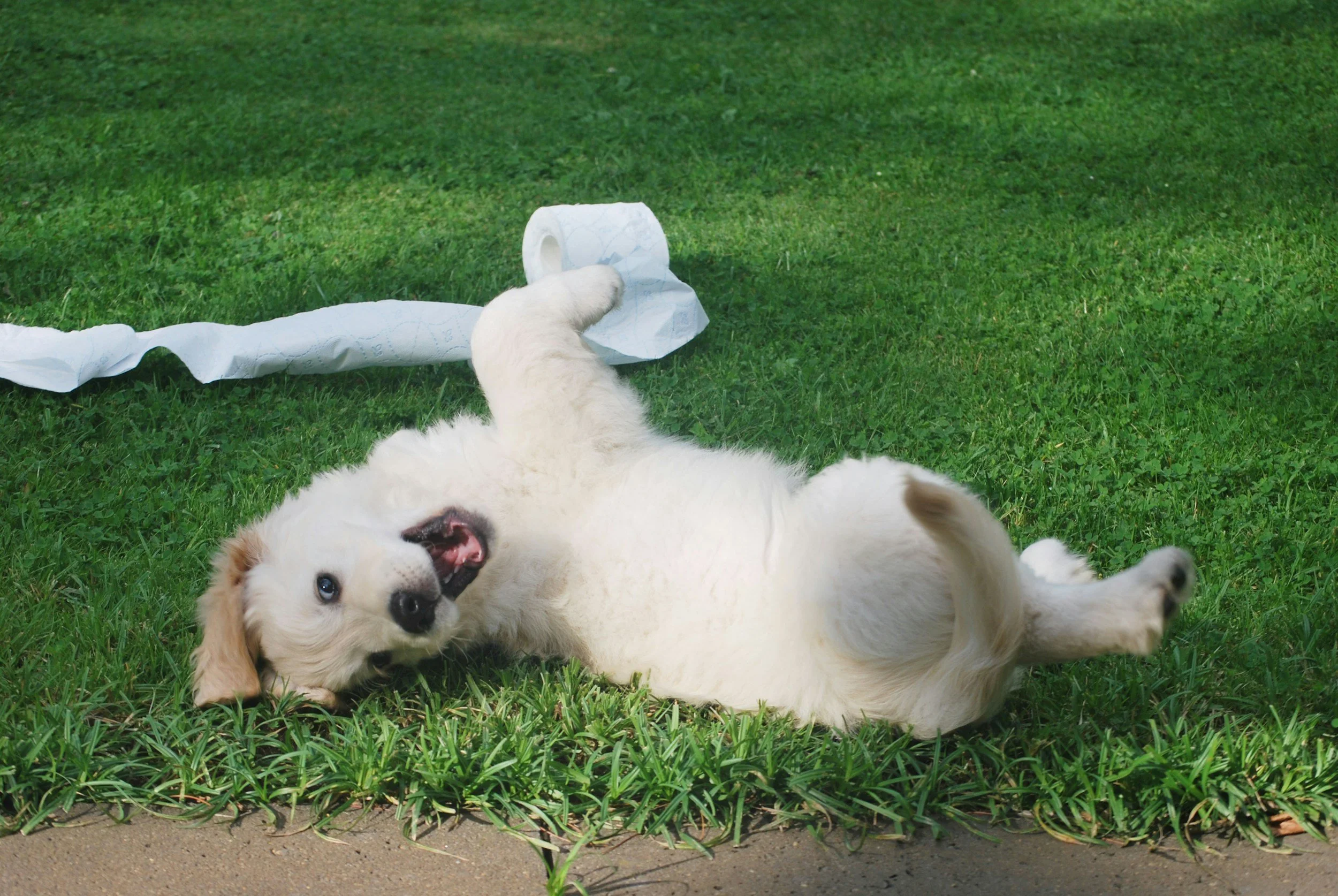 A playful golden retriever puppy lying on its back on green grass, holding a roll of toilet paper with a torn piece trailing on the ground.