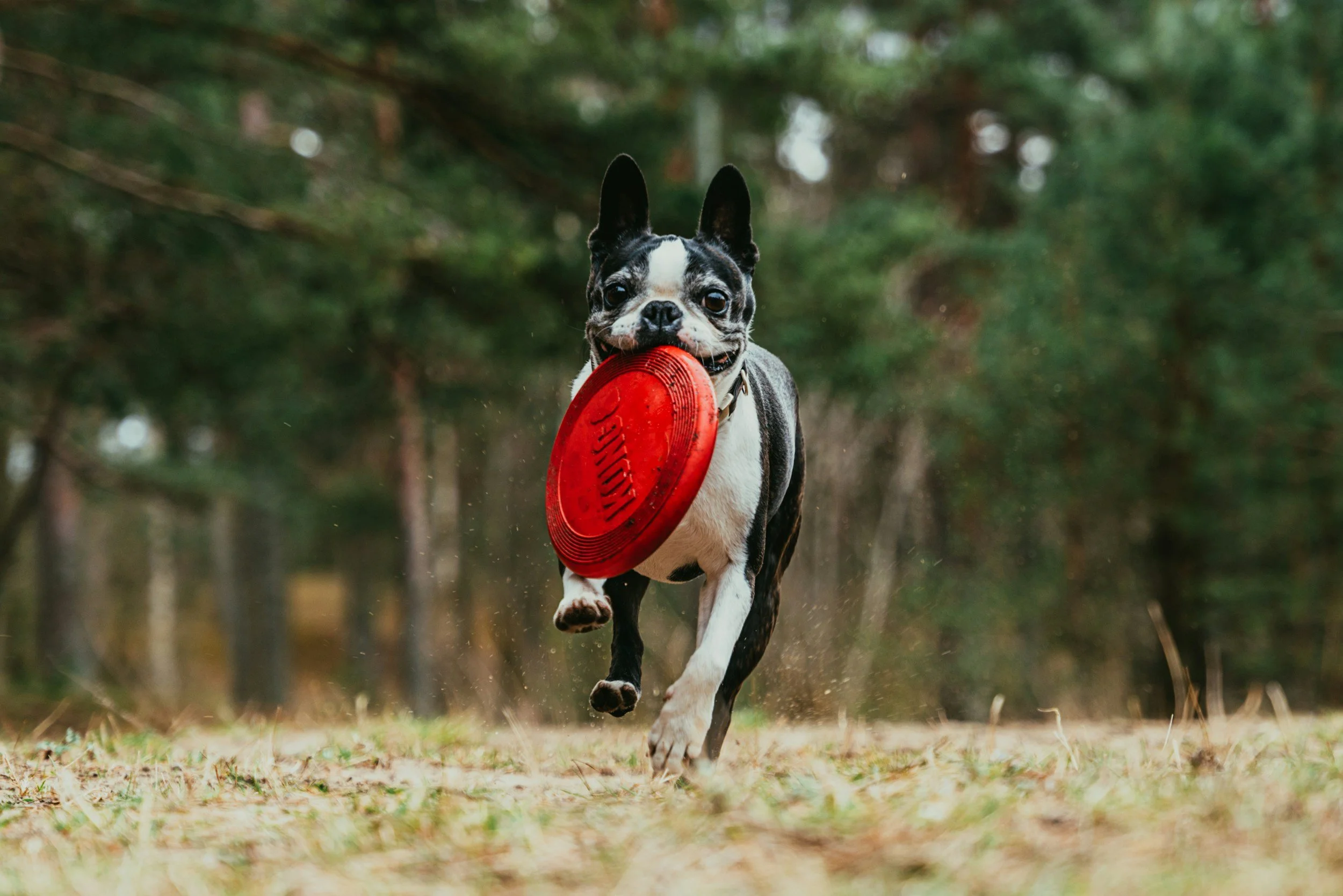 A black and white Boston Terrier dog running outdoors in a wooded area, carrying a red frisbee in its mouth.