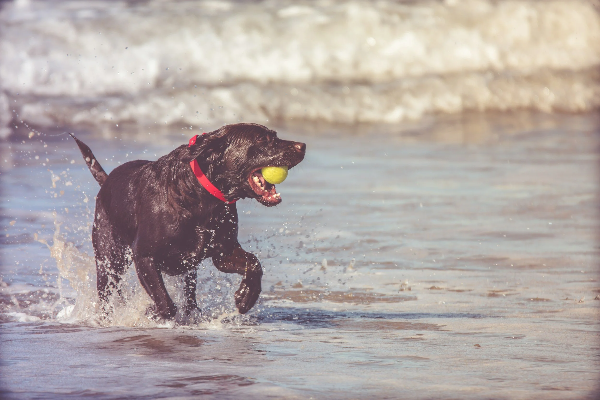 A black dog with a red collar playing fetch with a yellow ball in the ocean.