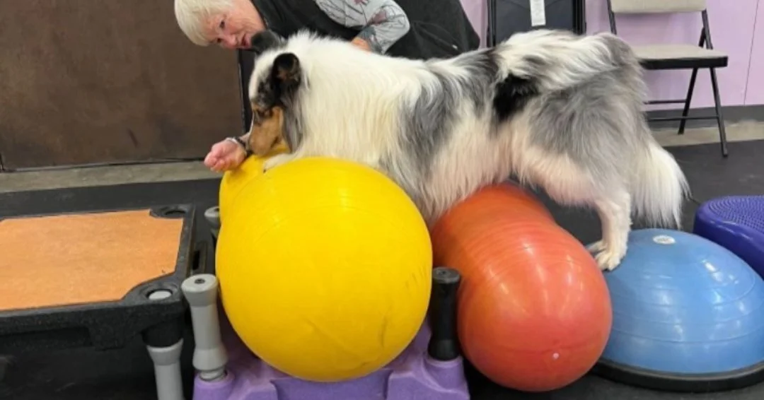 A dog with a black, white, and tan coat balancing on gym balls with a person in the background.