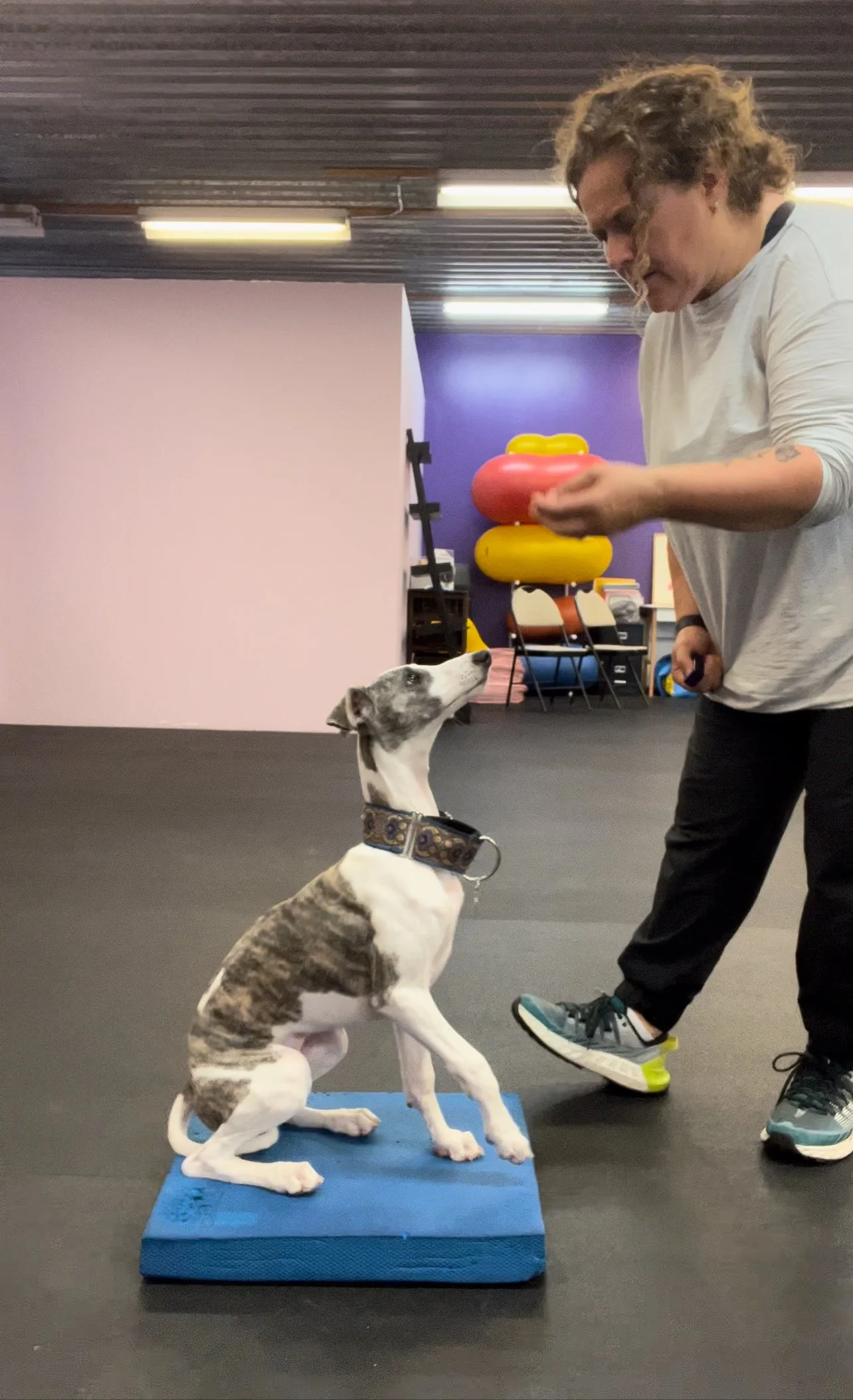 A young dog with a brindle coat sitting on a blue padded mat, reaching up with its front paws towards a woman who is holding a red toy, inside a room with colorful equipment and chairs in the background.