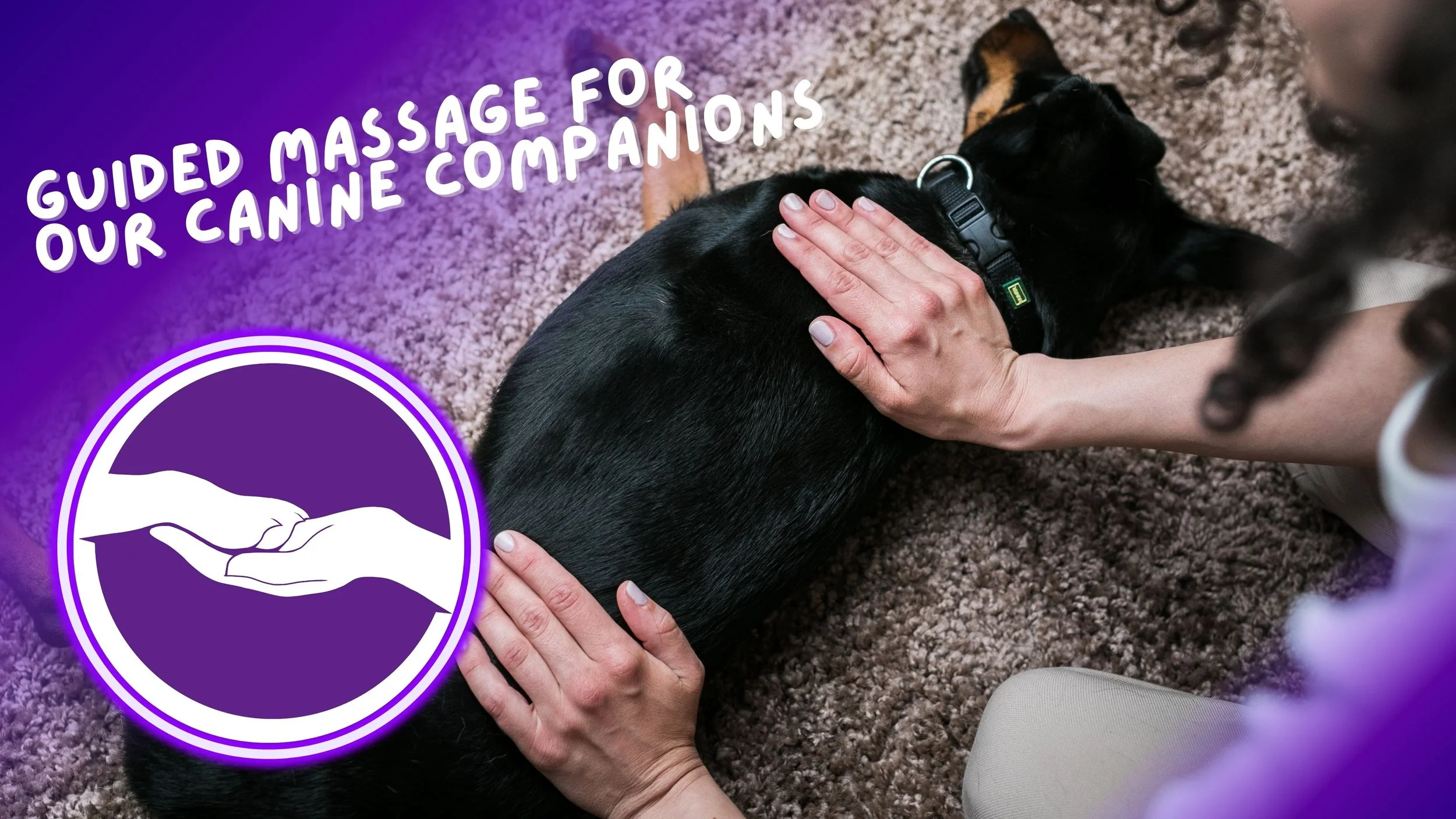 Person giving a guided massage to a black dog lying on a carpeted floor, with text overlay that says 'Guided Massage for Our Canine Companions' and an icon of two hands gently holding each other.