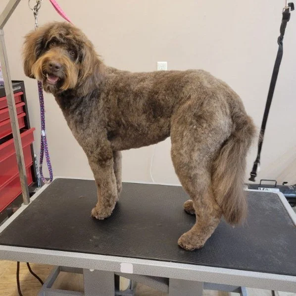 A large, fluffy brown and gray dog standing on a grooming table at a pet grooming salon.