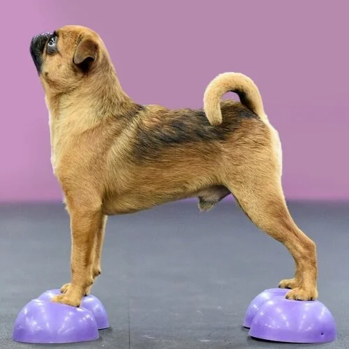 A dog standing with its paws on purple footstools, against a purple background.