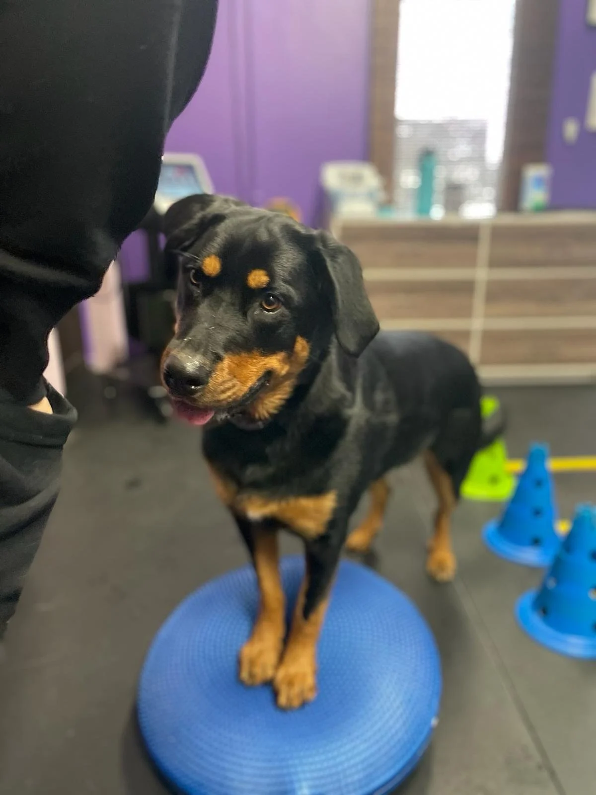 A black and tan dog standing on a blue balance disc in an indoor training area.