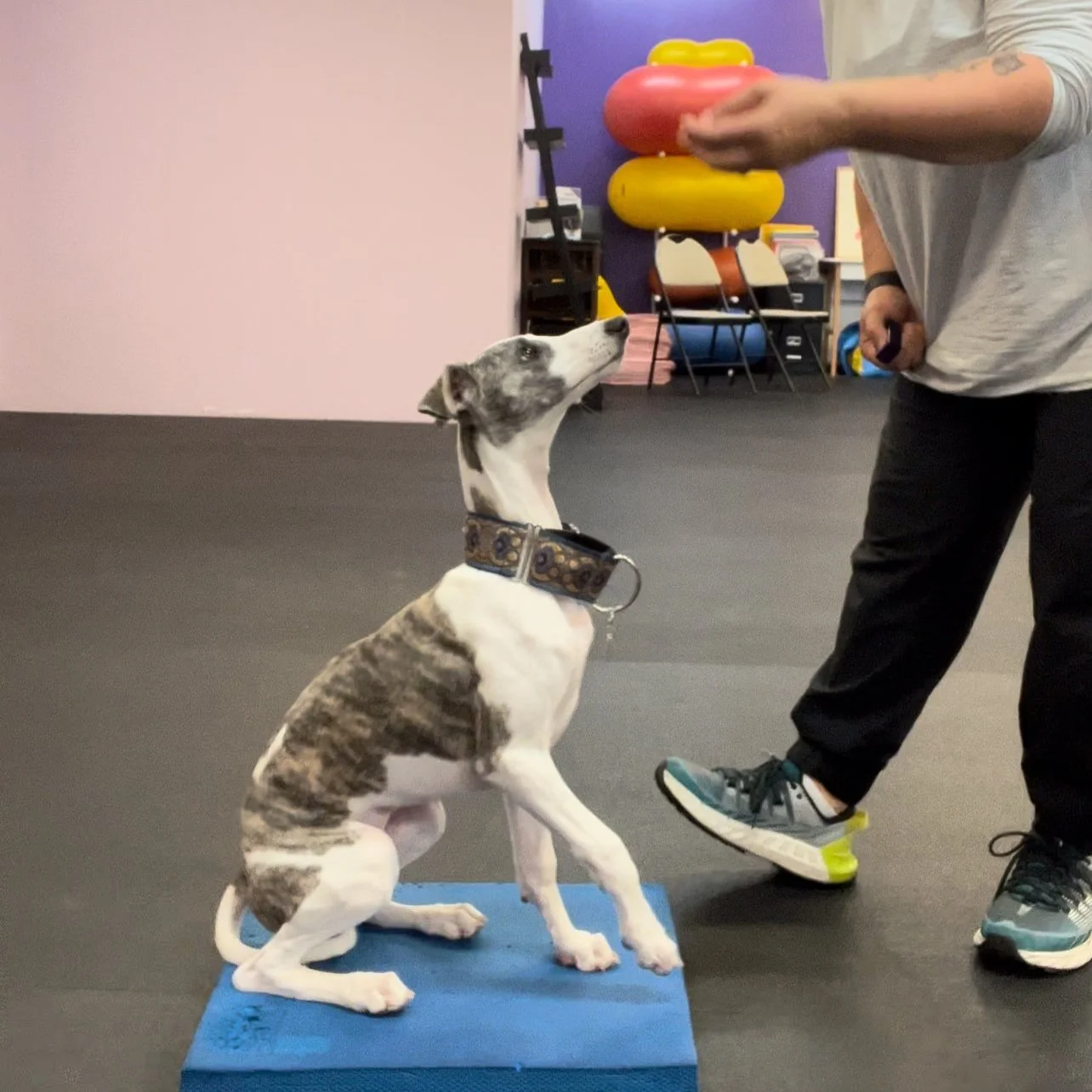 Dog sitting on a blue training pad, looking up at a trainer holding a red and yellow toy in an indoor training facility.
