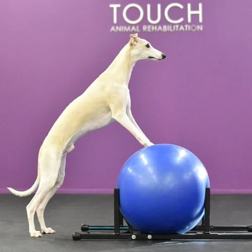 A dog standing on its hind legs, with front paw resting on a large blue exercise ball in a rehabilitation center with purple walls and the words "TOUCH Animal Rehabilitation" written on the wall.