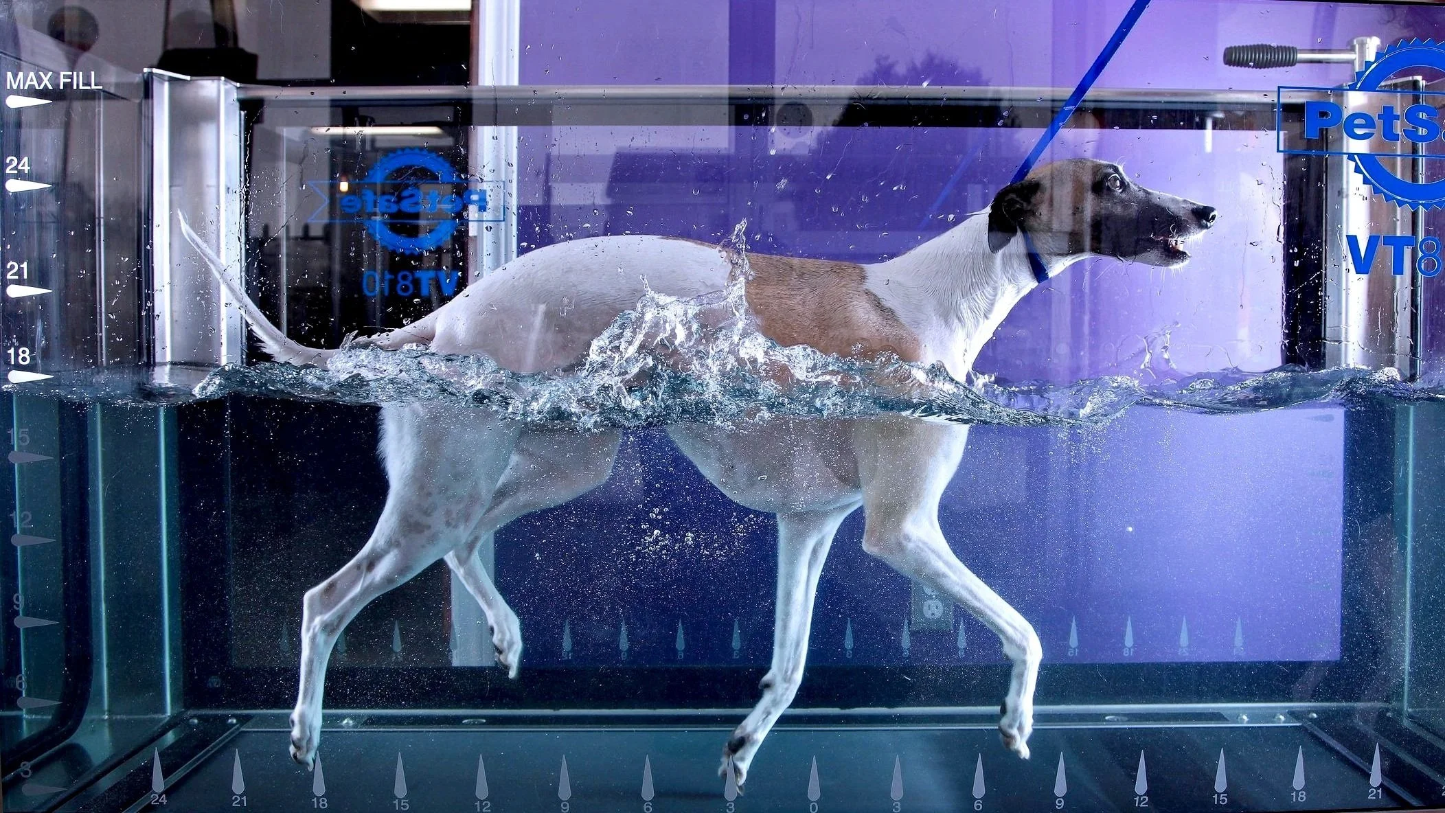 A dog running in a water treadmill at a veterinary or training facility. The machine has measurement markings on the side and water volume indicators, with the dog submerged up to its midsection.