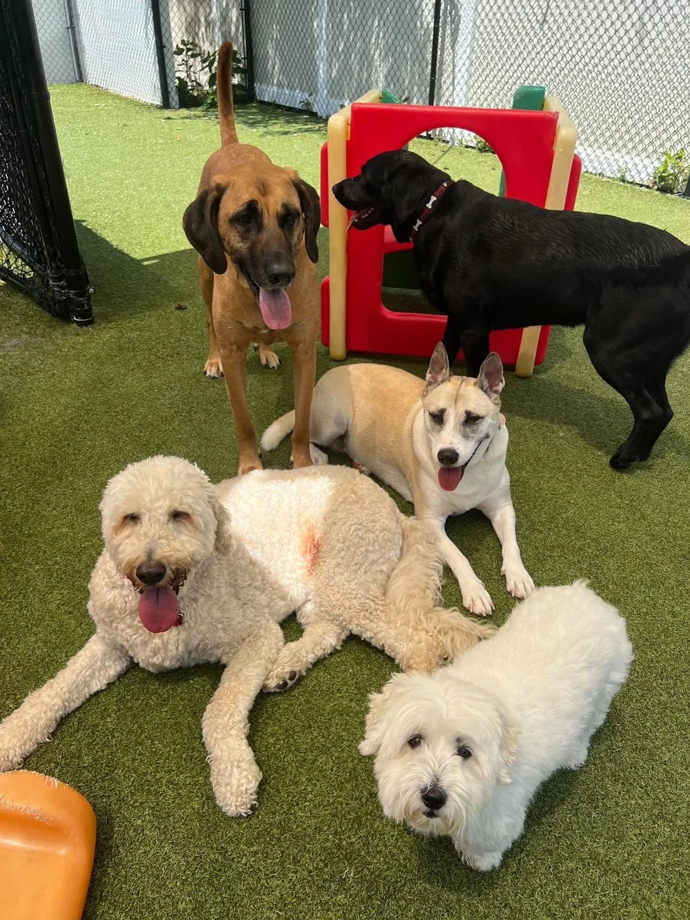 About — Pet Companions