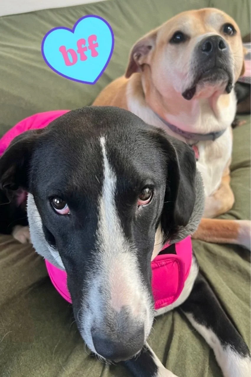 Services 1 — Pet Companions