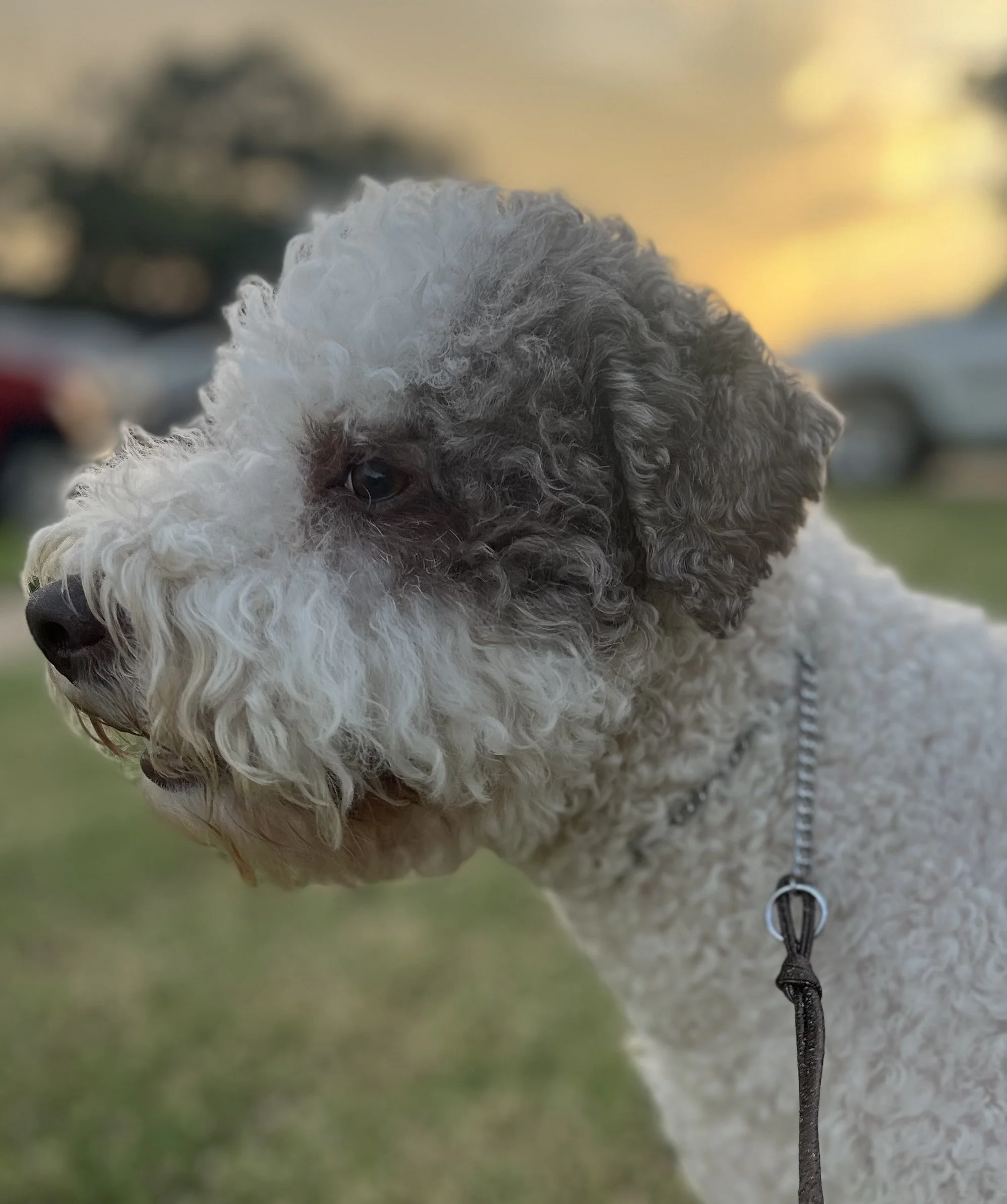 Eliana our Lagotto Romagnolo dog with curly hair, likes to enjoy outdoors at sunset or sunrise.