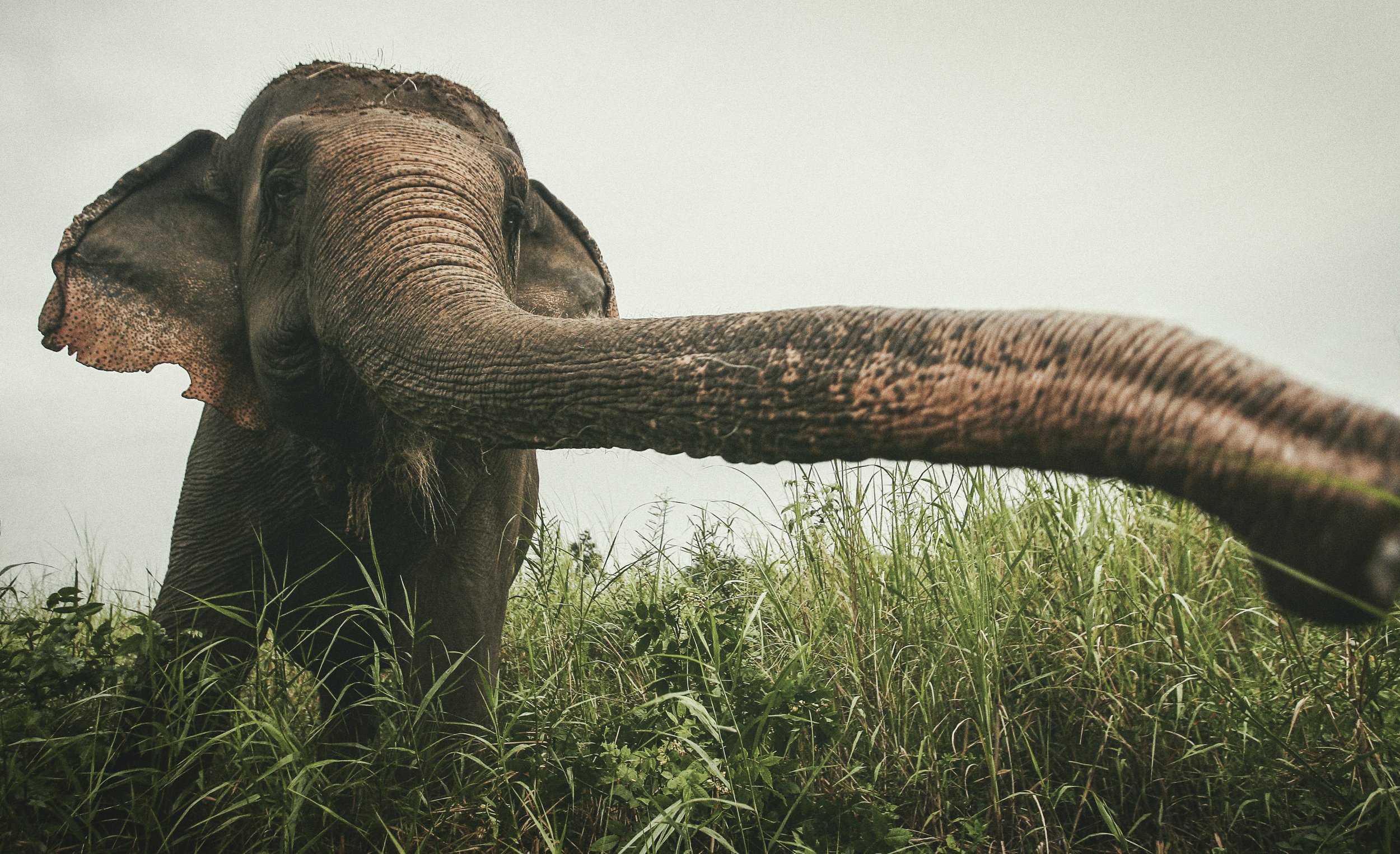 Sambo - This elephant survived the Khmer Rouge era and brightened the lives of many people with her daily strolls along Phnom Penh's riverfront.




