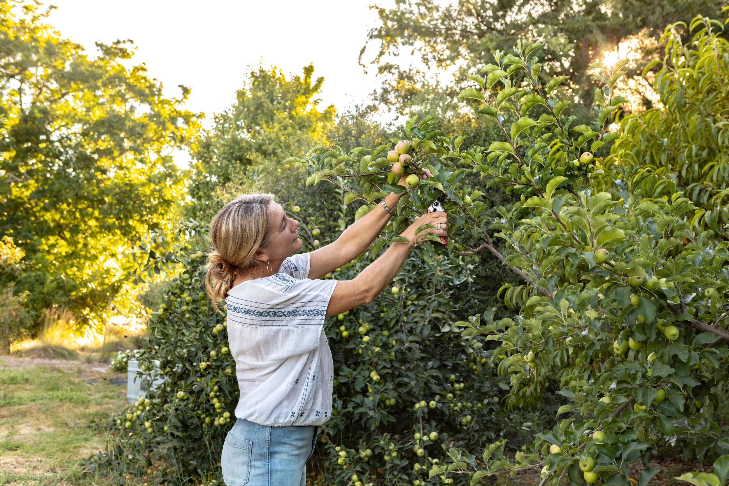 Kelly vanZutphen picking apples in the orchard