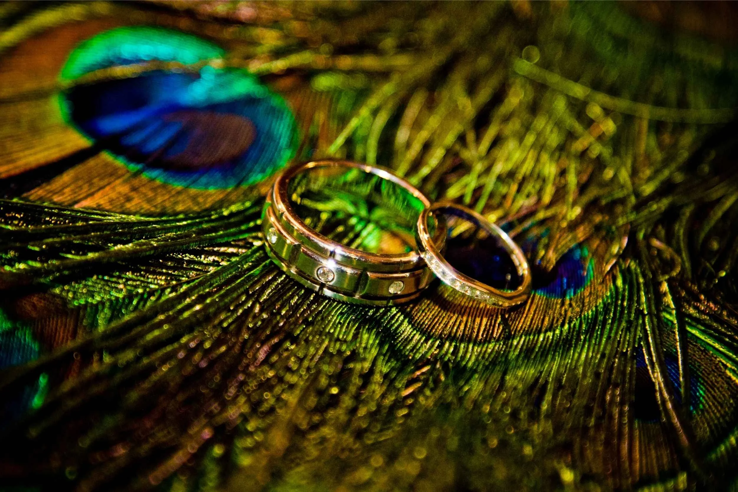 Close-up of a gold ring with small diamonds resting on colorful peacock feathers reflecting green, blue, and gold hues at a wedding photographed by Cannonfire Photography.