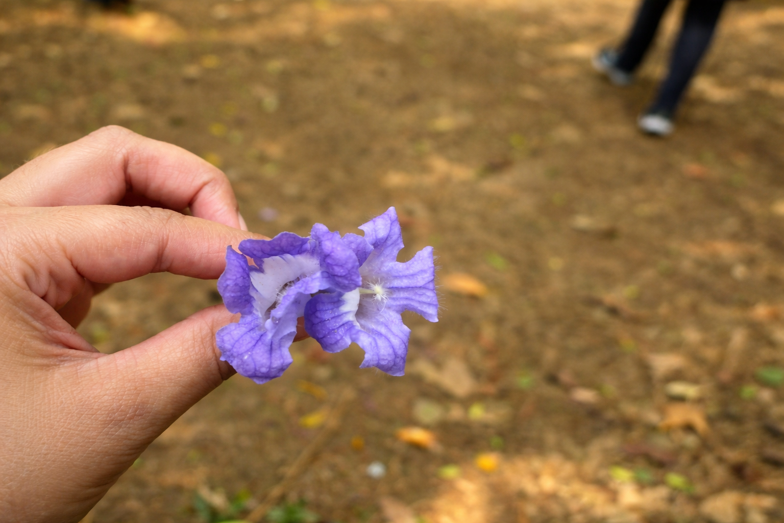 The Power of the Olfactory