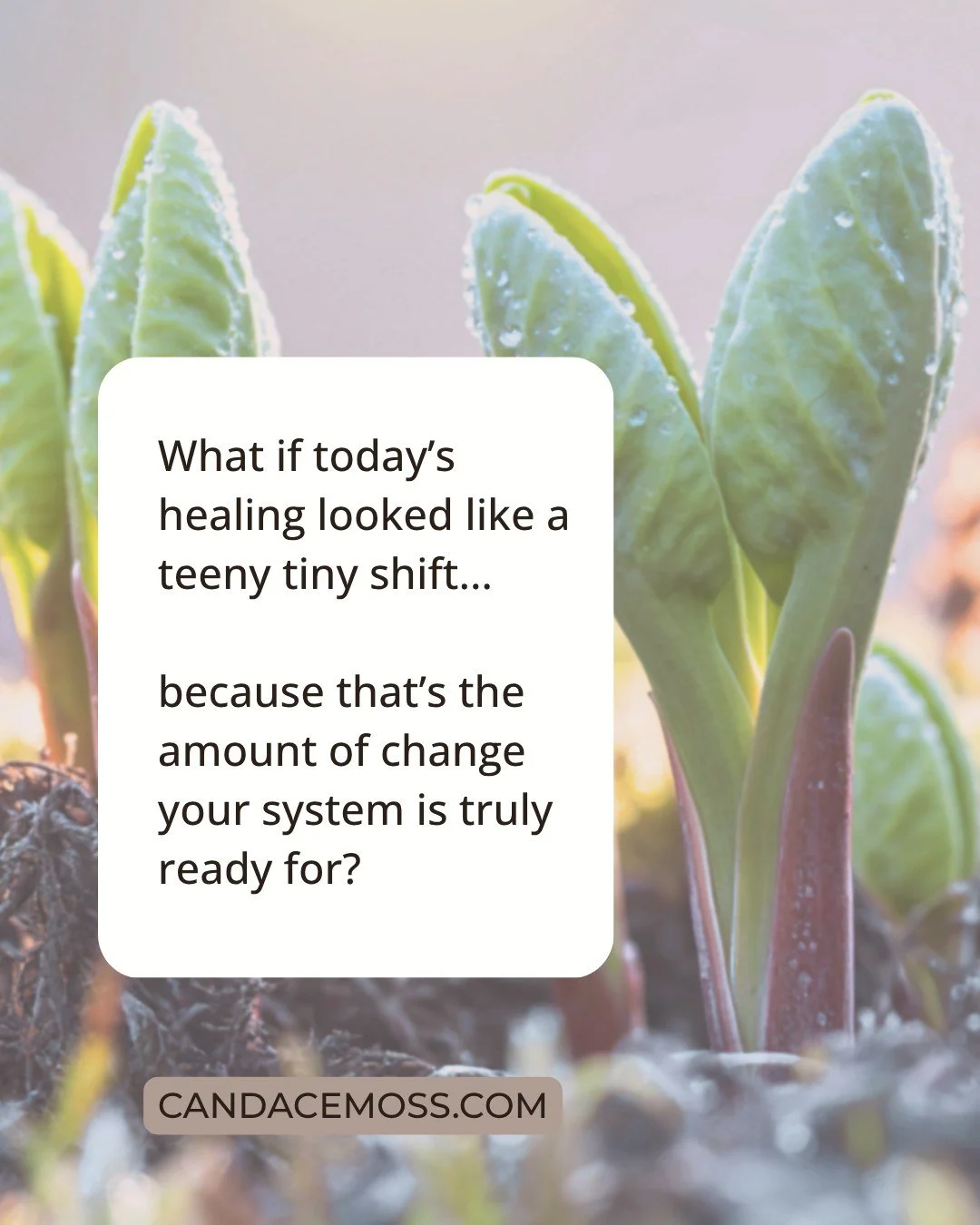 What if this coming season of Spring was about deliciously slow opening? 

What if it got to be a slow thaw, even a sensual unfurling? 

What if you could begin expand so slowly and gently that your system can sense exactly what to do?

Emergence is 