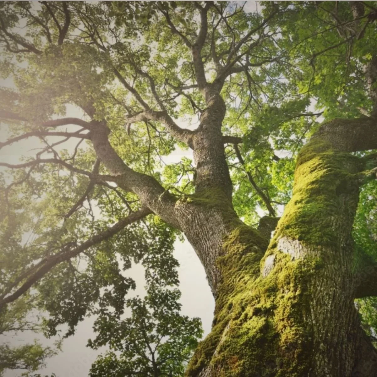 Permission to Thrive