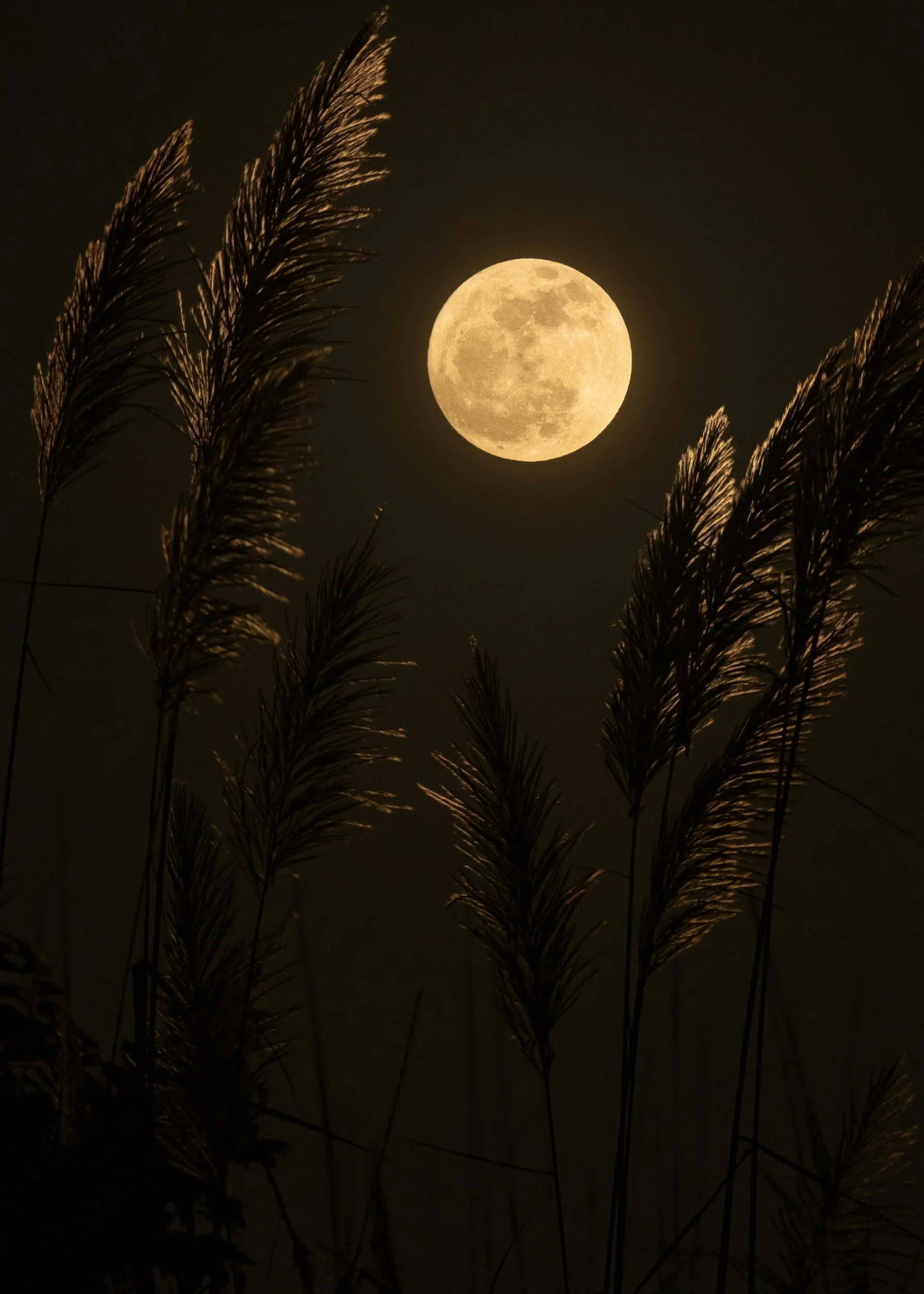 Harvest Full Moon Breathwork Ceremony