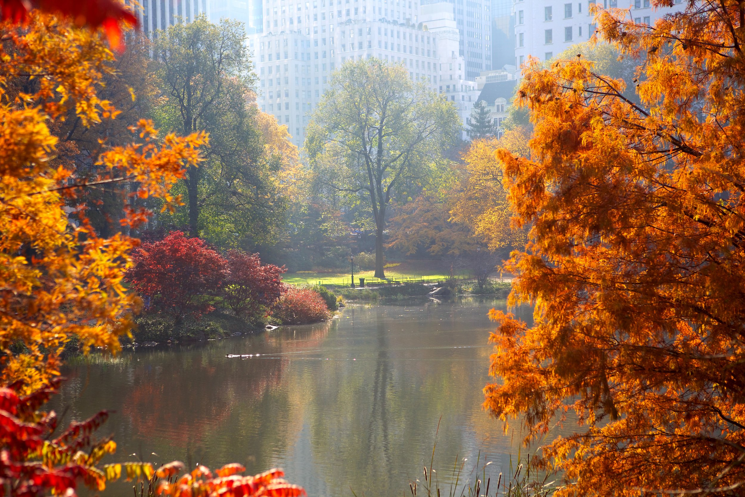 Autumn Delights: Top 10 Experiences to Embrace in New York City during Fall