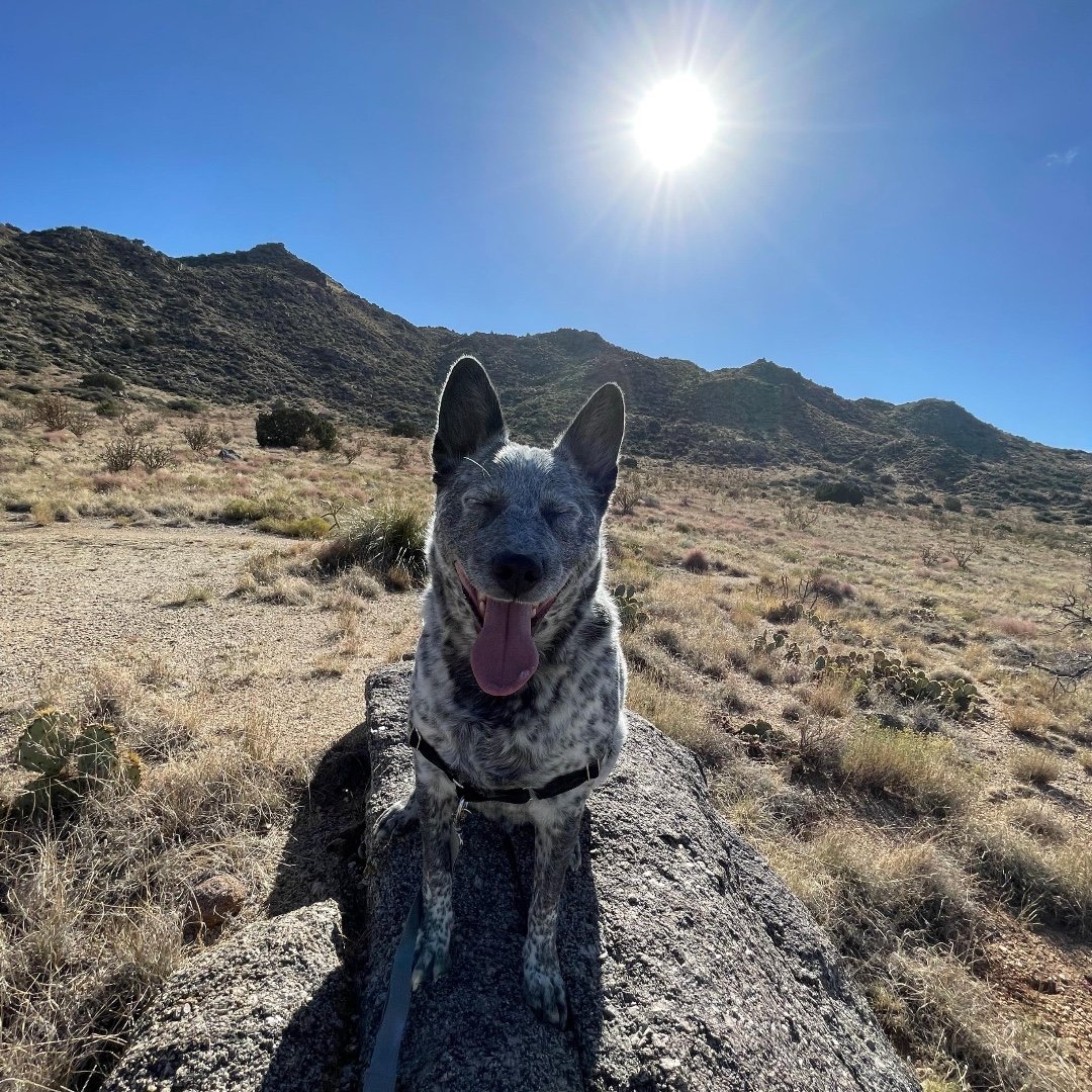 Having a &ldquo;ruff&rdquo; day?  We hope this helps. 
Happy National Pet Day. Please enjoy some of our favorite UNM Foundation fur babies!