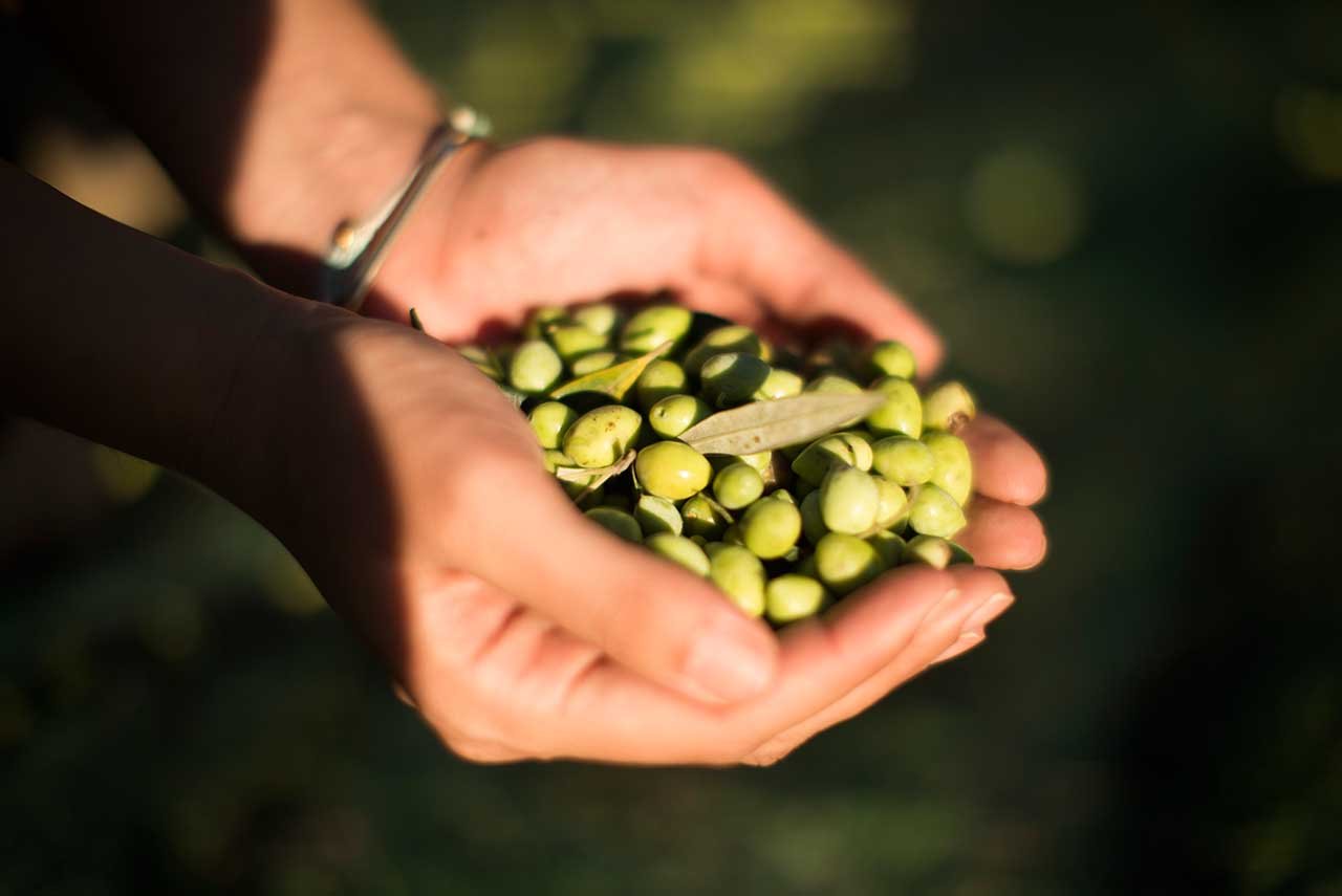 Olive Oil Making experience