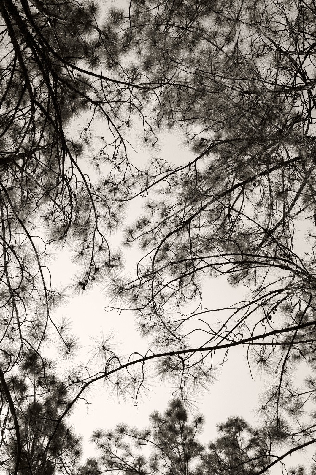 bhutan-pine-trees-black-and-white.jpg