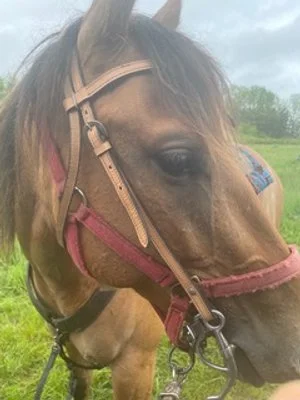 Spirit - Horse, a lovebug with no boundaries | Hope Valley Psychotherapy