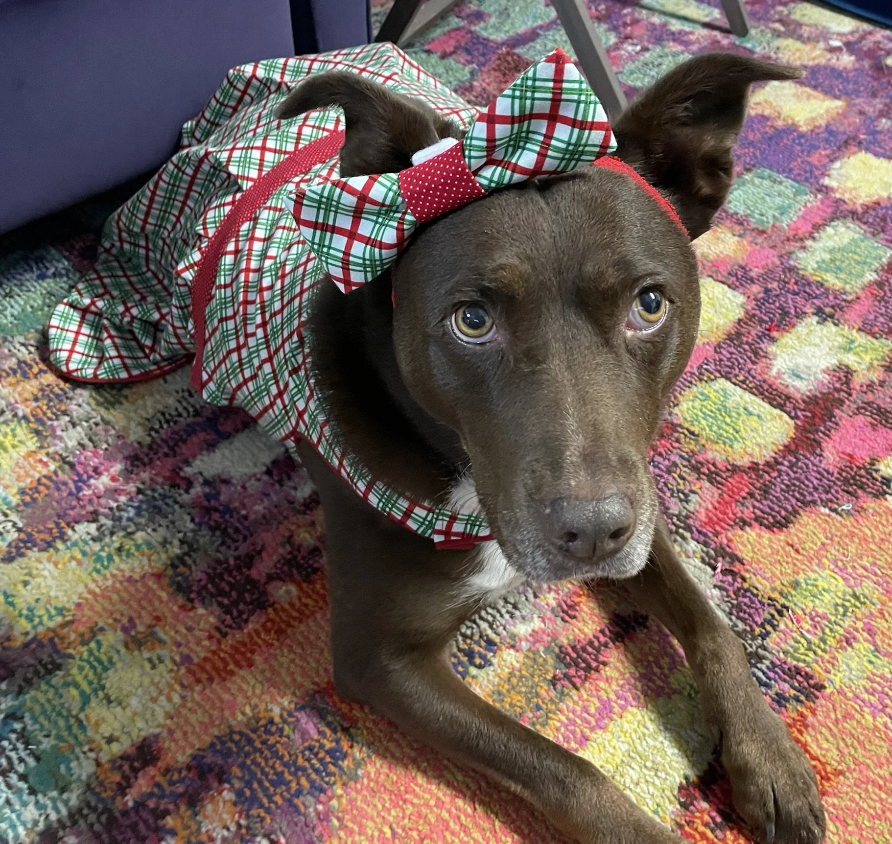 A brown dog with yellow eyes lying on a multicolored carpet, wearing a holiday plaid dress with a red bow on its head.