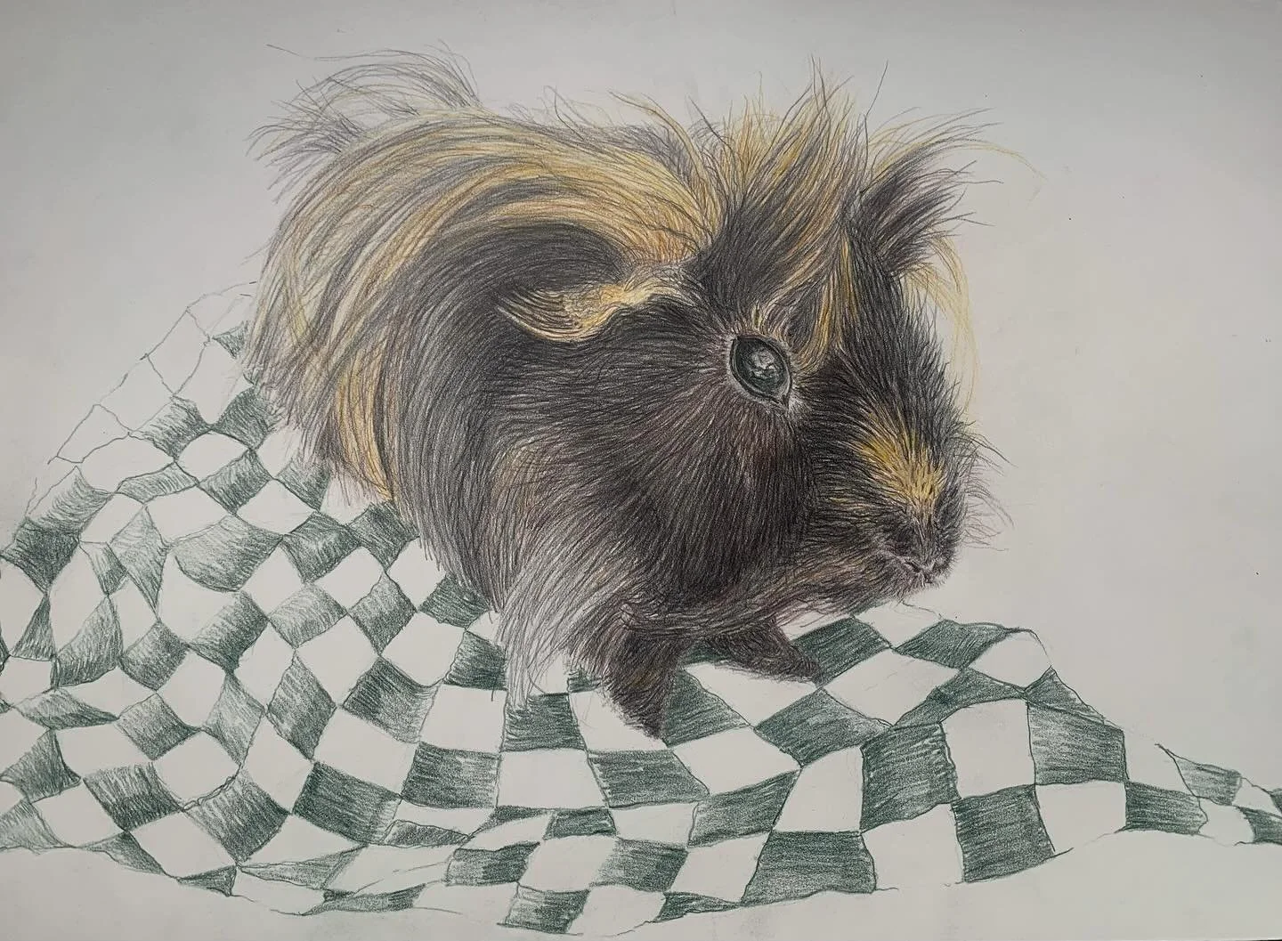 Winston 2024 #guineapig #watercolorportrait #watercolorpencils #animal #petsofinstagram