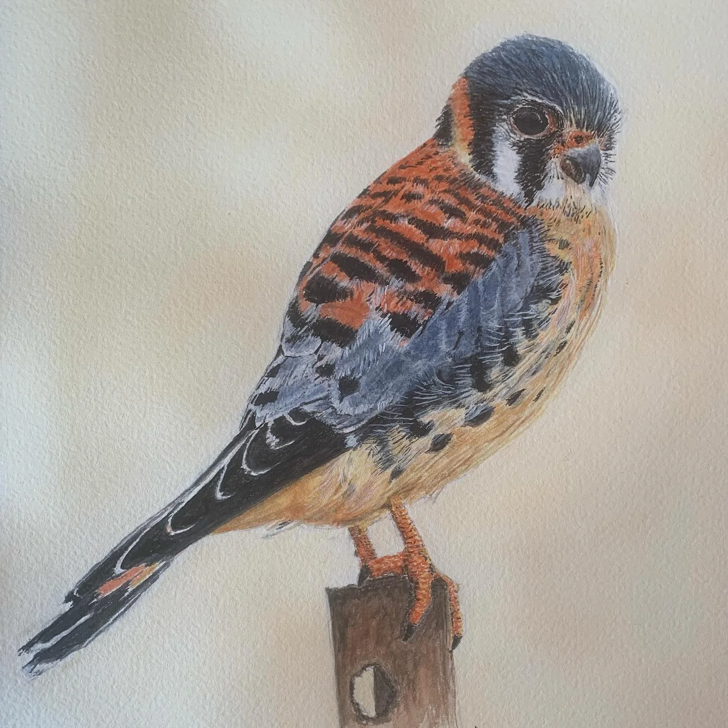 Kestrel 2024 #birds #bird #birdsofinstagram #montana #watercolor